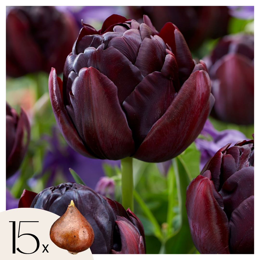 Tulpenbollen - Set van 15 - Tulipa'Black Hero'- Bloembollen afbeelding