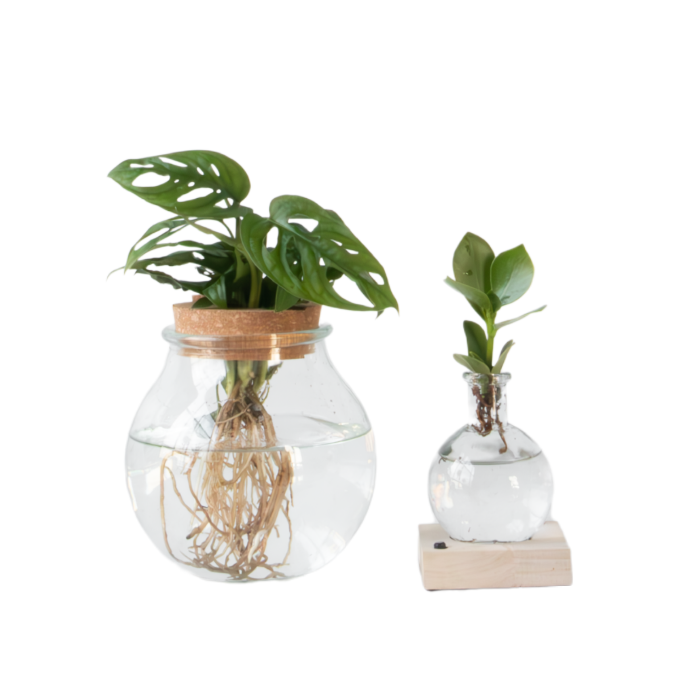 Plantenmix in glas - Set van 2 - Clusia, Monstera - Hoogte 15-35cm -⌀20cm afbeelding