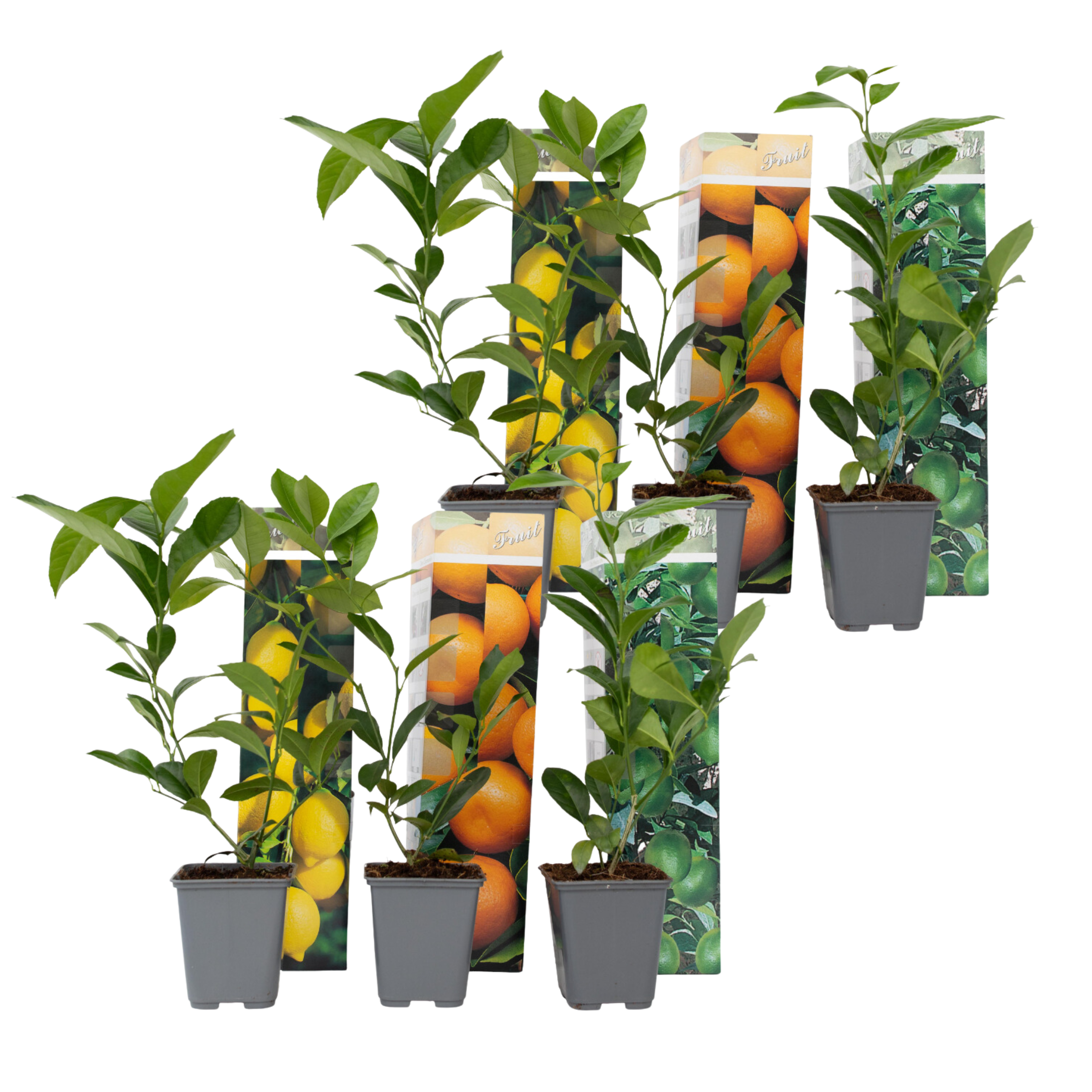 Mix fruitbomen - Set van 6 - Citrus limon - Hoogte 25-40cm -⌀9cm afbeelding