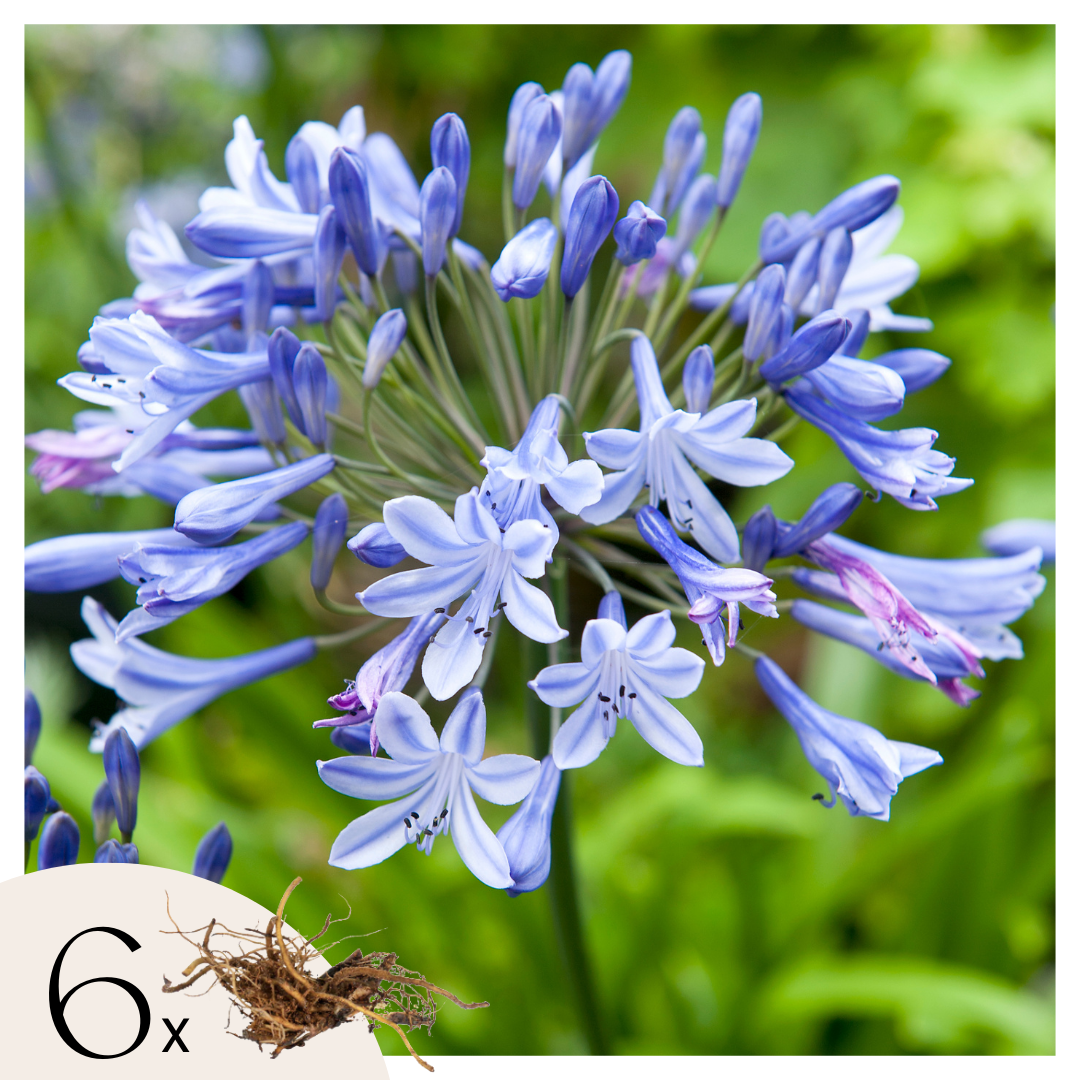 Afrikaanse lelie - Set van 6 - Agapanthus africanus - Wortelstokken - Blauw afbeelding