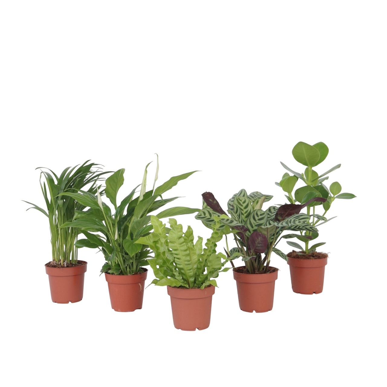 Luchtzuiverende kamerplanten - Set van 5 - Hoogte 25-40cm -⌀12cm afbeelding