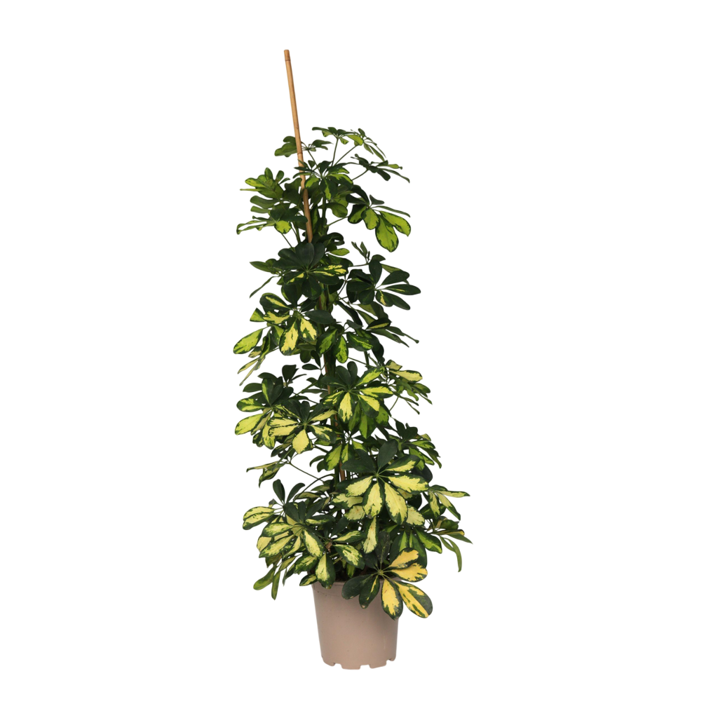 Vingersboom - Schefflera'Dalton'- Hoogte 90-100cm -⌀21cm afbeelding