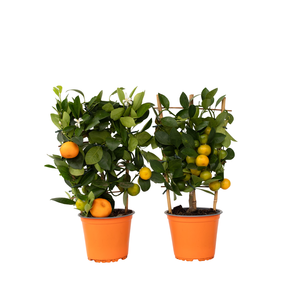 Sinaasappelboom - Set van 2 - Citrus mitis'Calamondin'- Hoogte 35-40cm -⌀14cm afbeelding