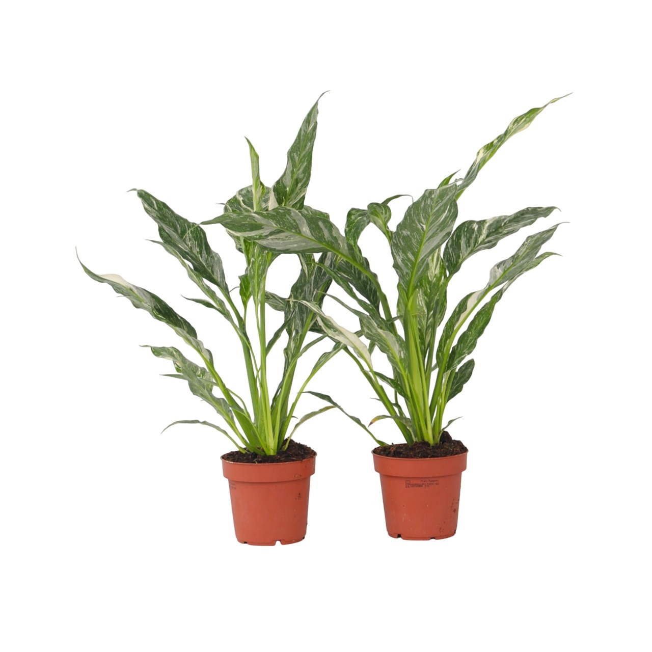 Lepelplant - Set van 2 - Spathiphyllum'Diamond'- Hoogte 40-50cm -⌀12cm afbeelding