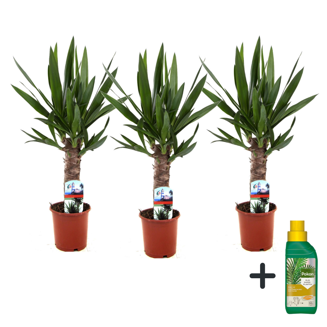 Palmlelie - Set van 3 - Yucca elephantipes - Hoogte 50-60cm -⌀14cm afbeelding