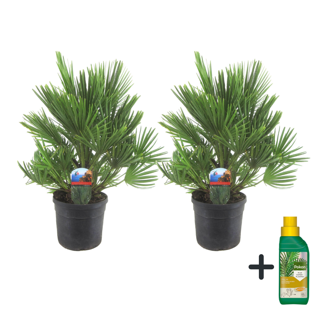 Dwergpalm - Chamaerops'Vulcano'- Hoogte 35-45cm -⌀19cm afbeelding