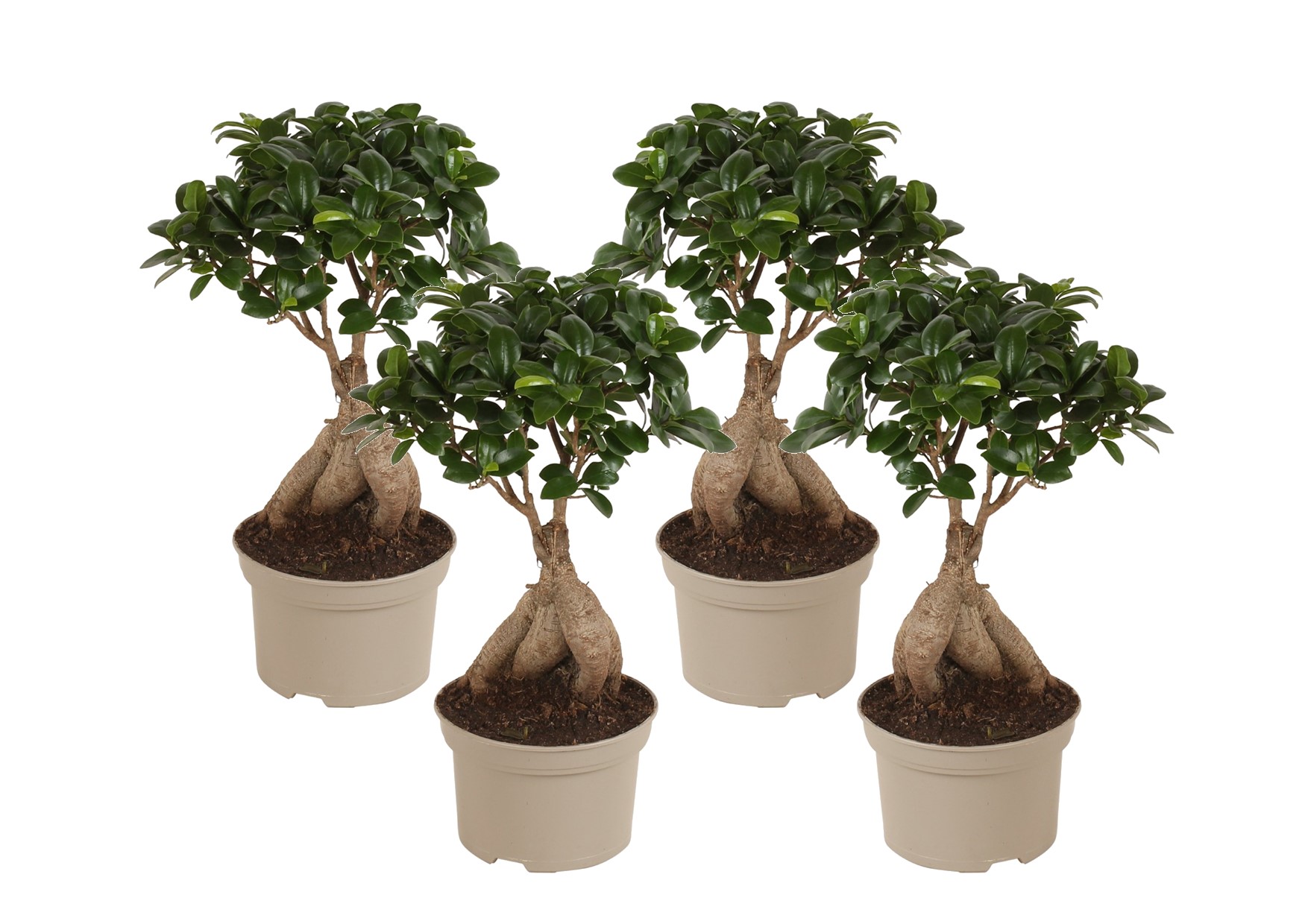 Chinese vijg - Set van 4 - Ficus microcarpa - Hoogte 35-40cm -⌀15cm afbeelding