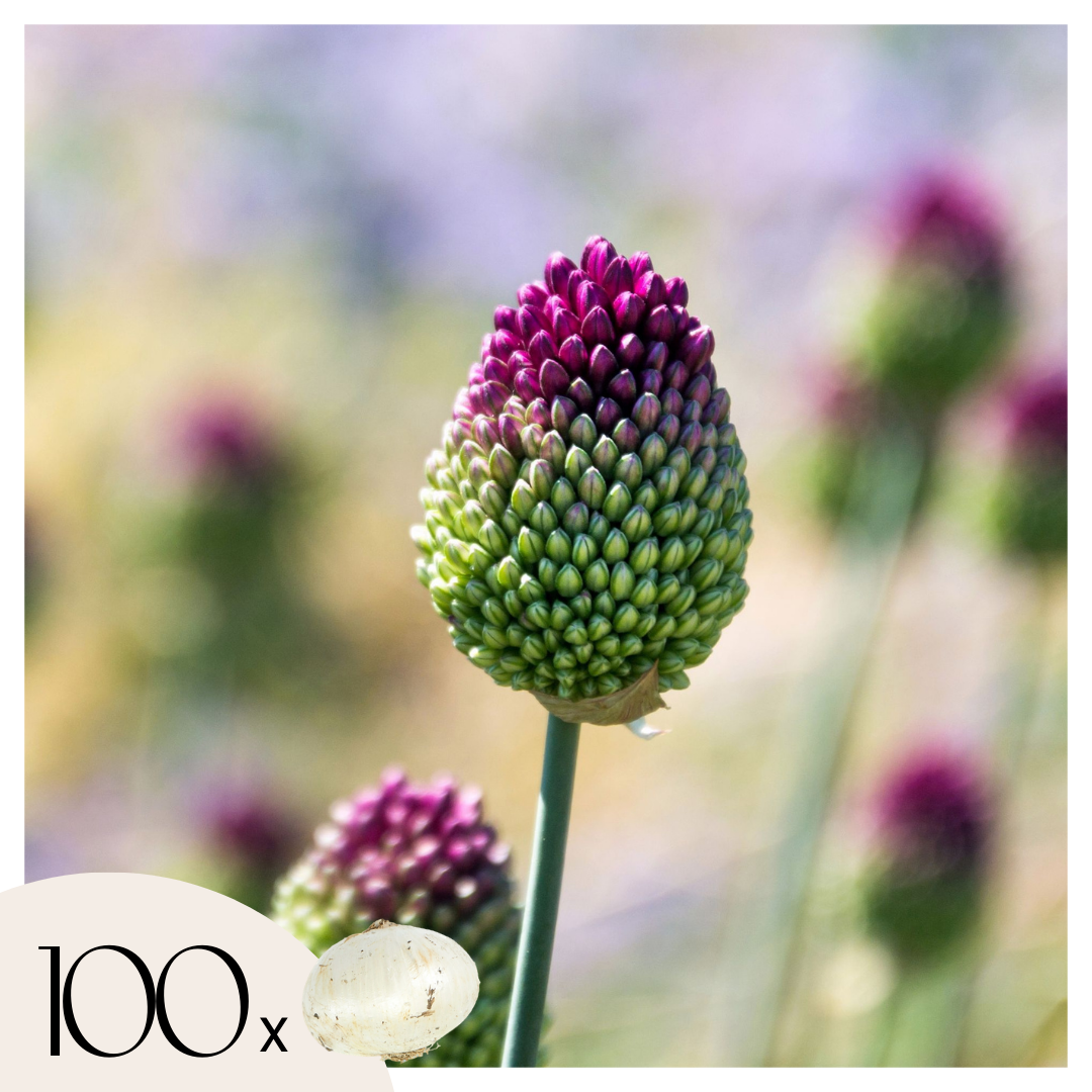 Alliumbollen - Set van 100 - Allium'Sphaerocephalon'- Bloembollen - Paars afbeelding