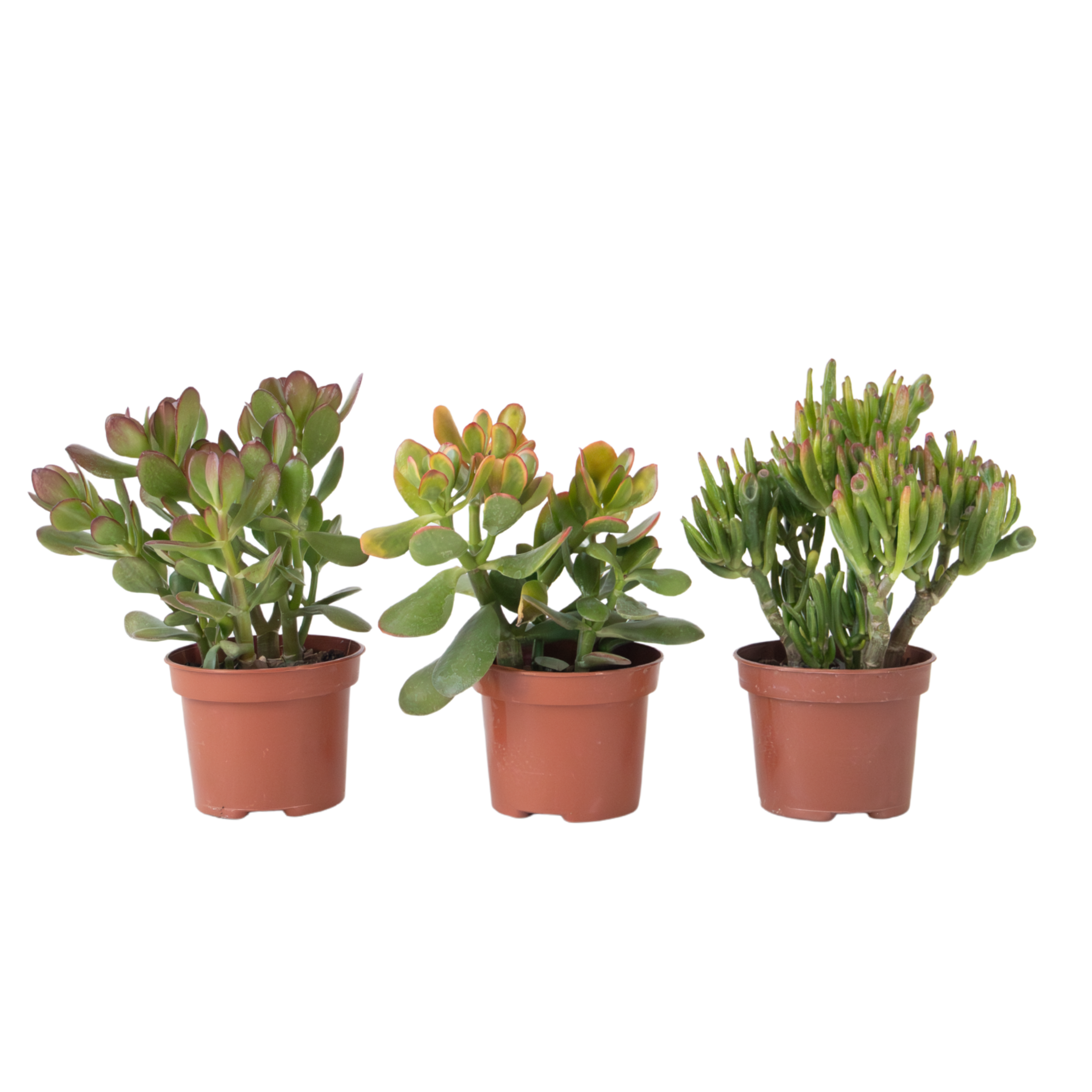 Geldboom - Mix van 3 - Crassula Minor, Hobbit, Sunset - Hoogte 10-25cm -ø12cm afbeelding