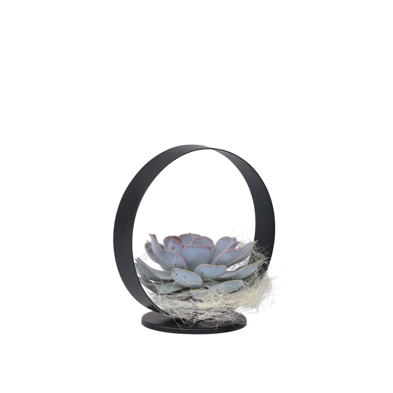 Echeveria - Echeveria lilacina - Hoogte 20cm afbeelding