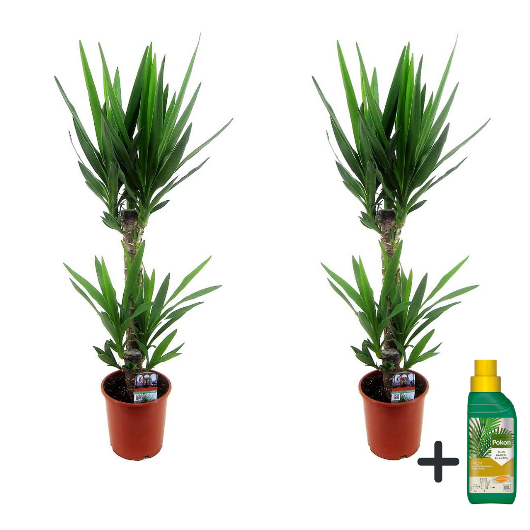 Palmlelie met voeding - Set van 2 - Yucca elephantipes - Hoogte 70-80cm -⌀17cm afbeelding