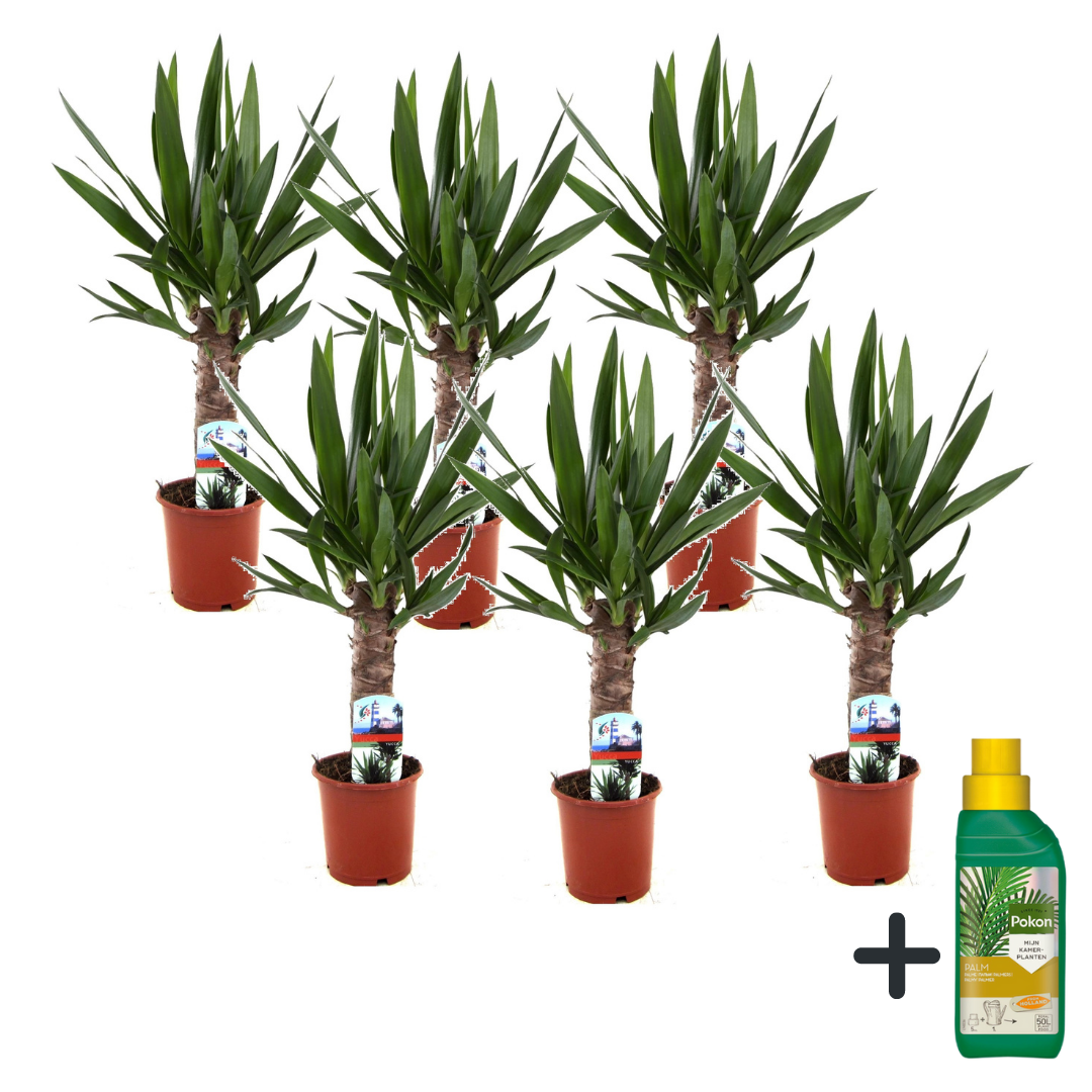 Palmlelie - Set van 6 - Yucca elephantipes - Hoogte 50-60cm -⌀14cm afbeelding