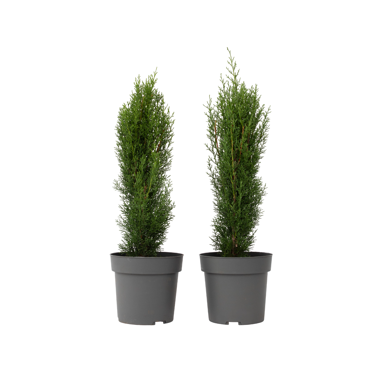 Italiaanse Cipres - Set van 2 - Cupressus'Totem'- Hoogte 60-80cm -⌀19cm afbeelding