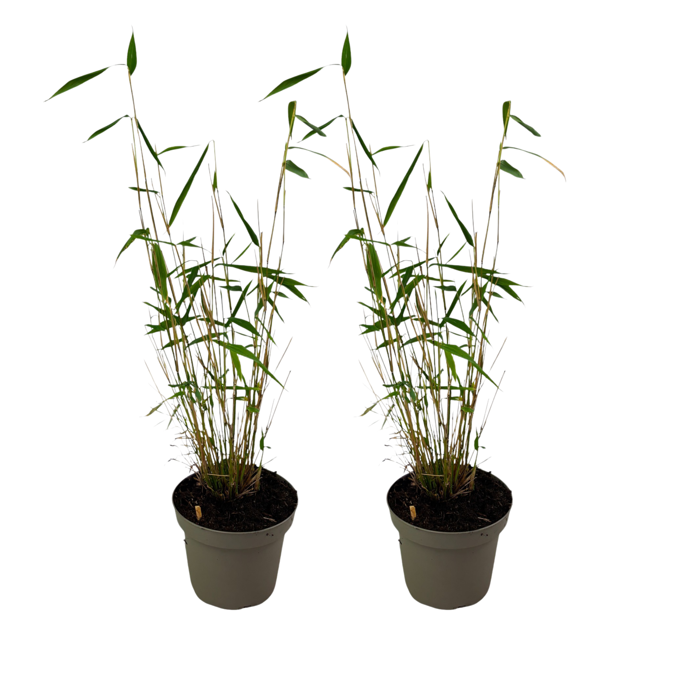 Blauwe bamboe - Set van 2 - Fargesia'Blue Dragon'- Hoogte 30-40cm -⌀13cm afbeelding