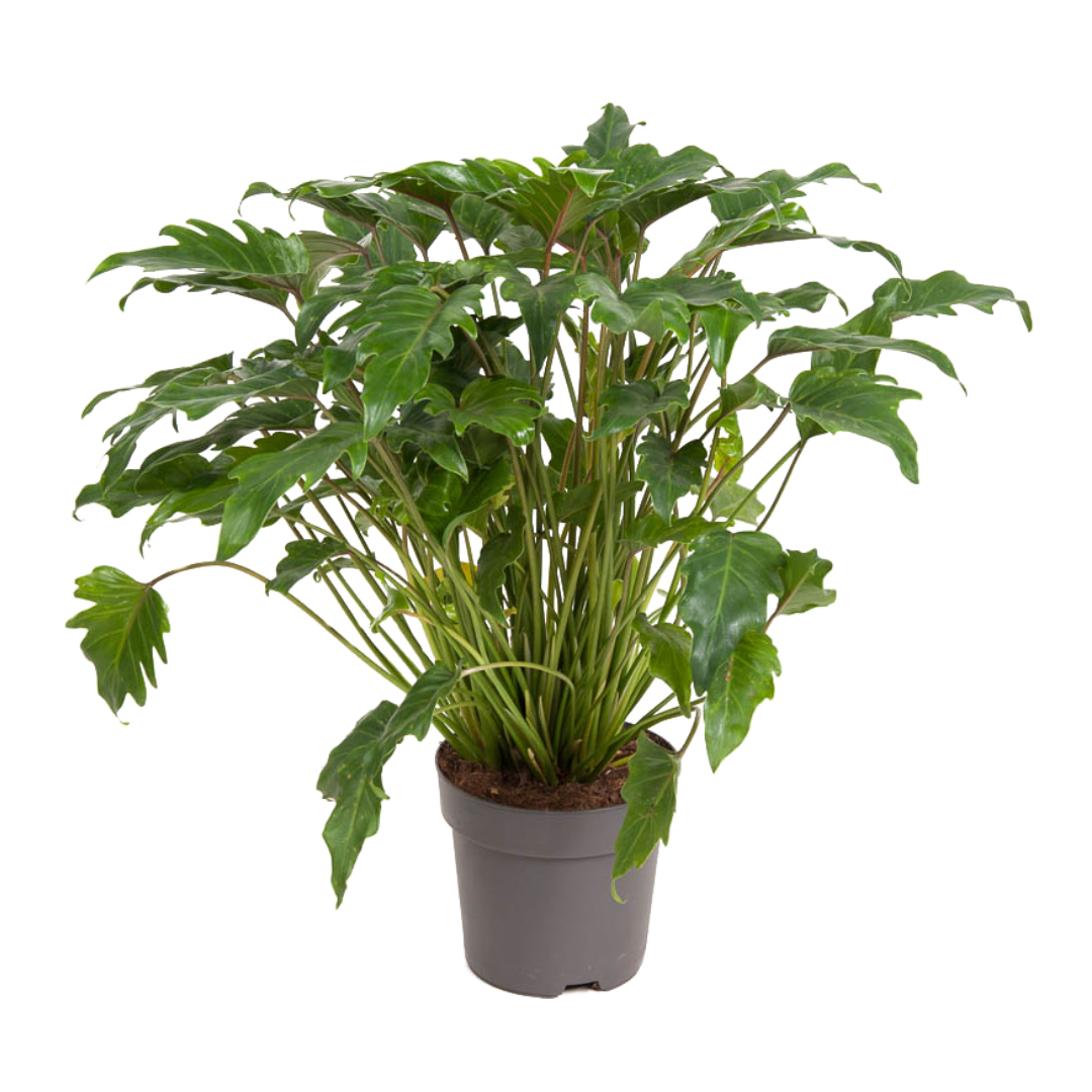 Philodendron - Philodendron'Xanadu'- Hoogte 50-60cm -⌀21cm afbeelding