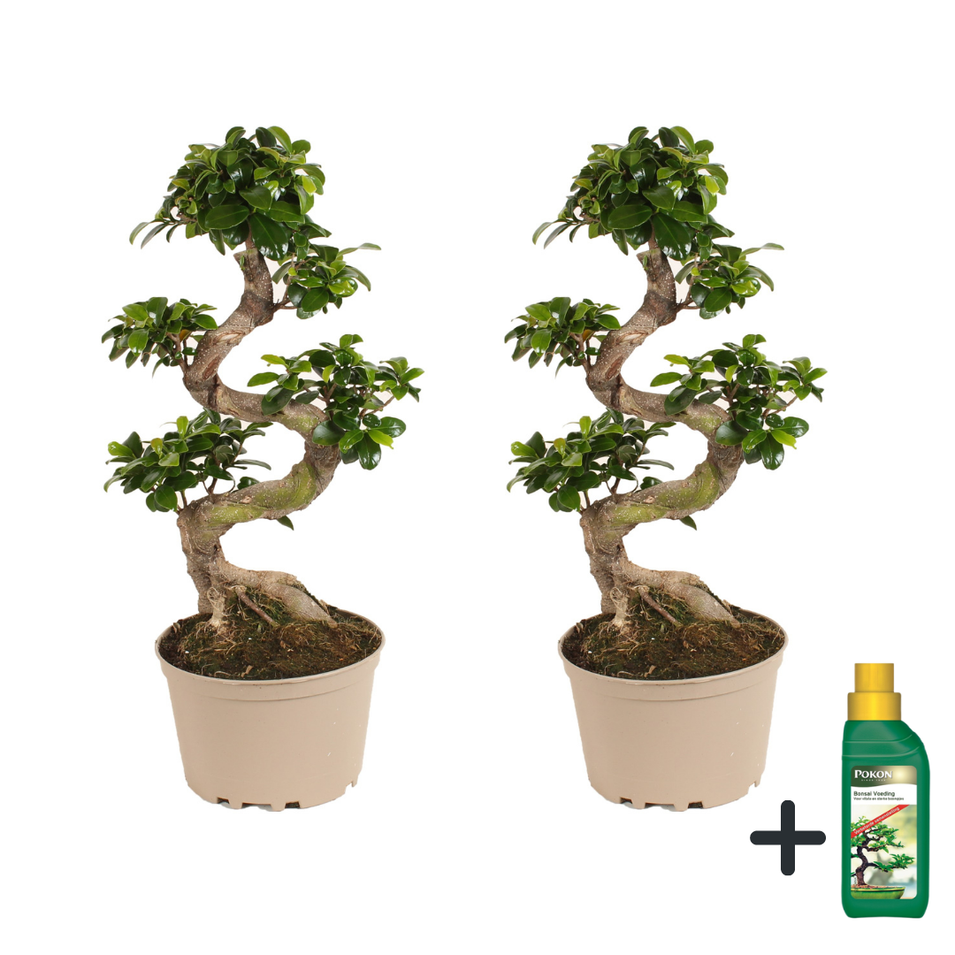 Chinese vijg met voeding - Set van 2 - Ficus'ginseng'- Hoogte 60-70cm -⌀22cm afbeelding