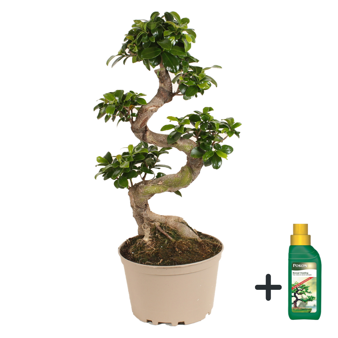 Chinese vijg - Ficus microcarpa'ginseng'- Hoogte 60-70cm -⌀22cm afbeelding