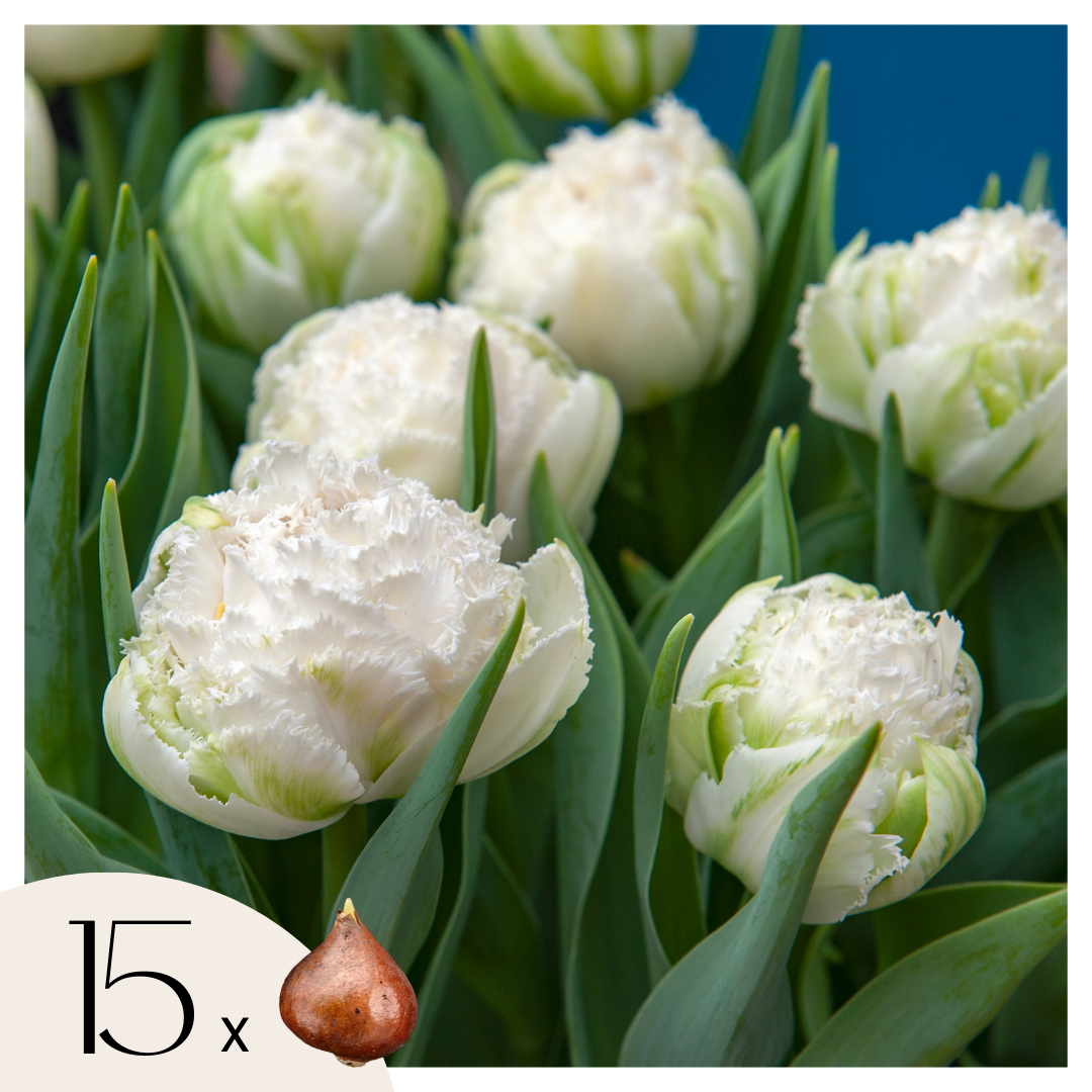 Tulpenbollen - Set van 15 - Tulipa'Snow Crystal'- Bloembollen - Wit afbeelding