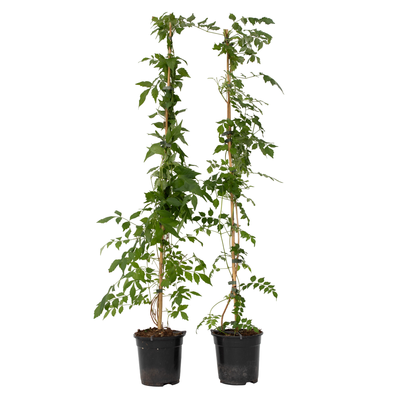 Trompetbloem - Set van 2 - Campis radicans'Flava'- Hoogte 110-120cm -⌀17cm afbeelding