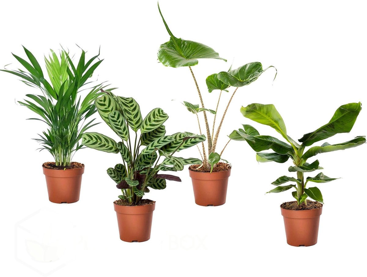 Tropische kamerplanten - Set van 4 - Tropical Mix - Hoogte 25-40cm -⌀12cm afbeelding