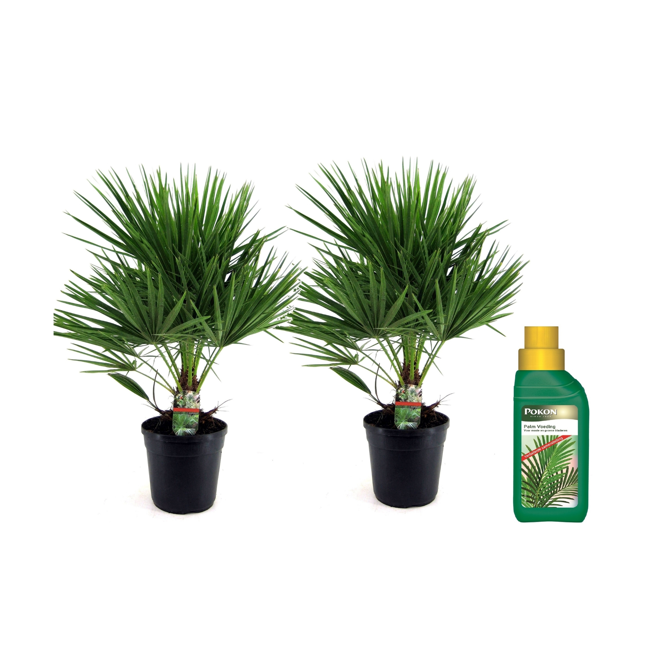 Dwergpalm - Set van 2 - Chamaerops humilis - Hoogte 70-80cm -⌀21cm afbeelding