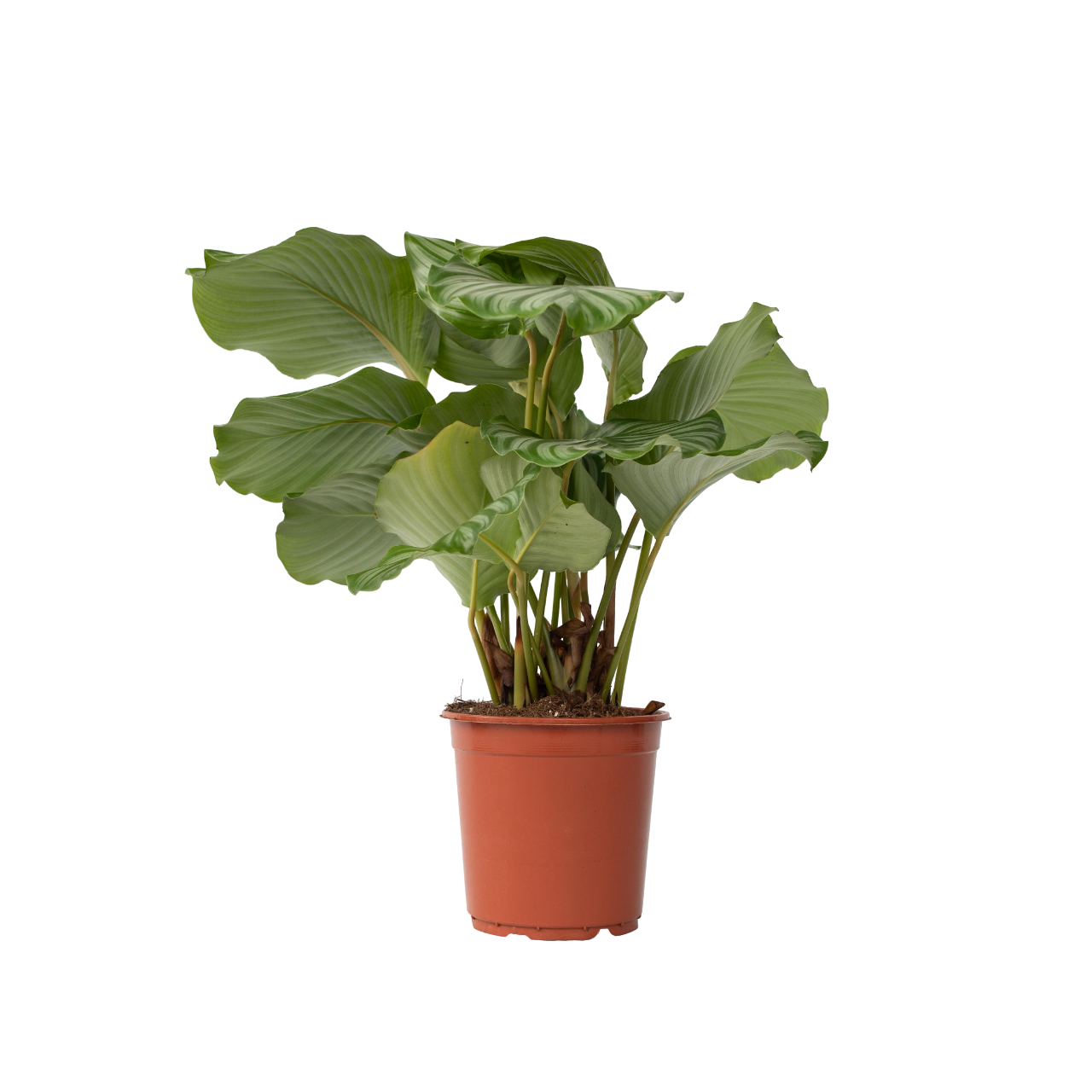 Pauwenplant - Calathea'Orbifolia'- Hoogte 55-60cm -⌀21cm afbeelding