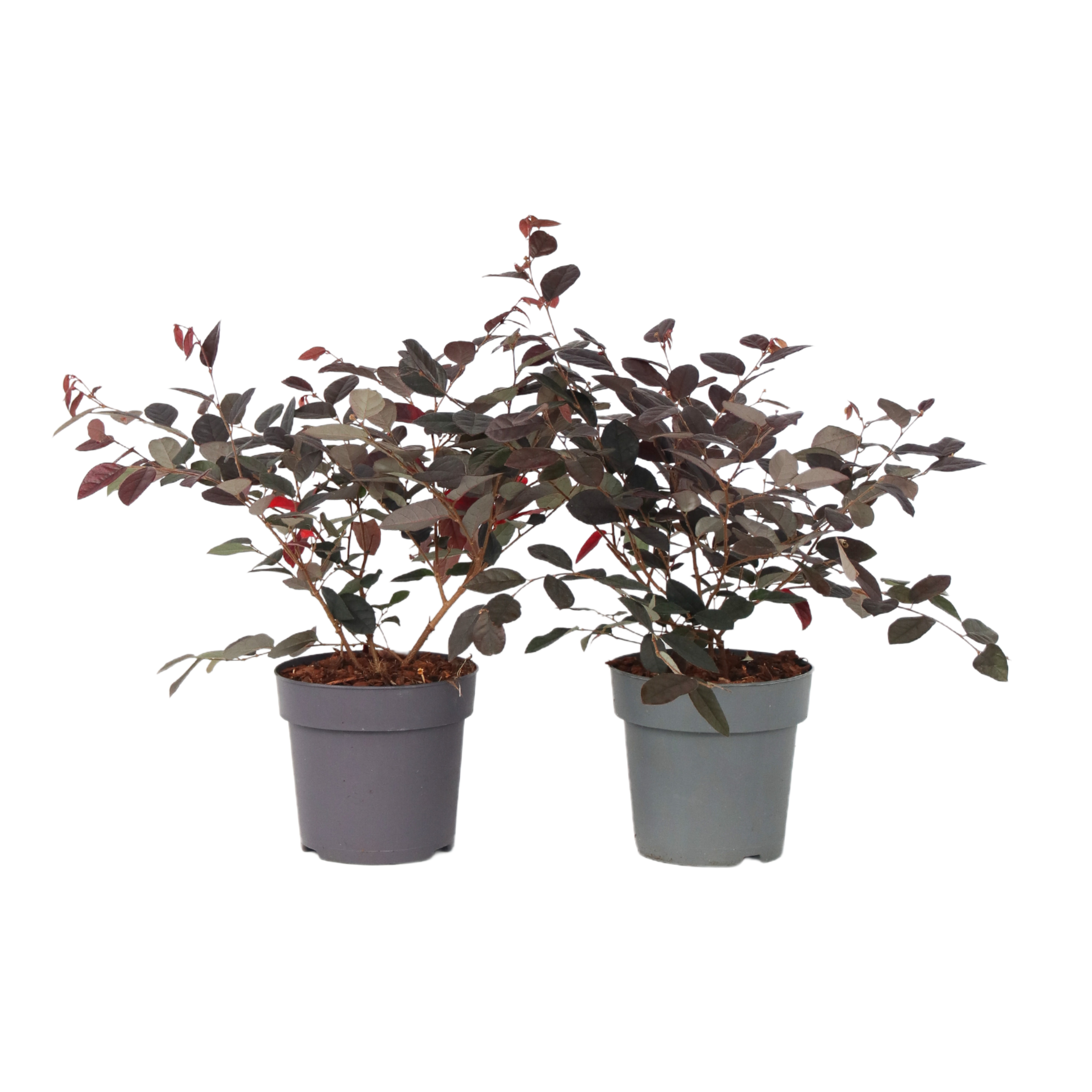 Heksenstruik - Set van 2 - Loropetalum'Fire Dance'- Hoogte 30-40cm -⌀15cm afbeelding