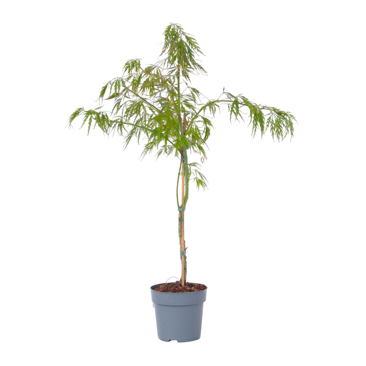 Japanse Esdoorn - Acer palmatum'Inaba-shidare'- Hoogte 30-40cm -⌀13cm afbeelding