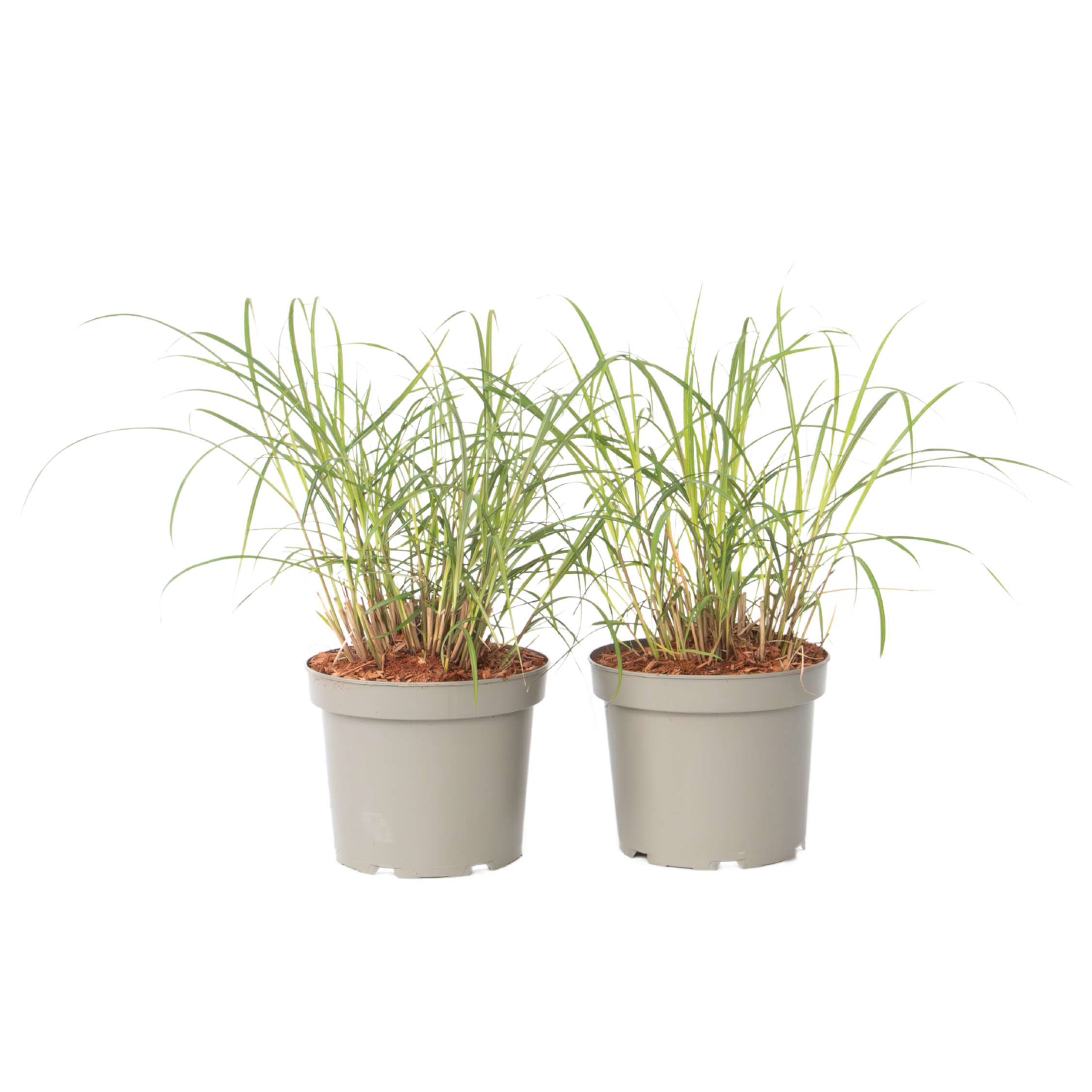 Prachtriet - Set van 2 - Miscanthus'Red Chief'- Hoogte 40-60cm -⌀23cm afbeelding