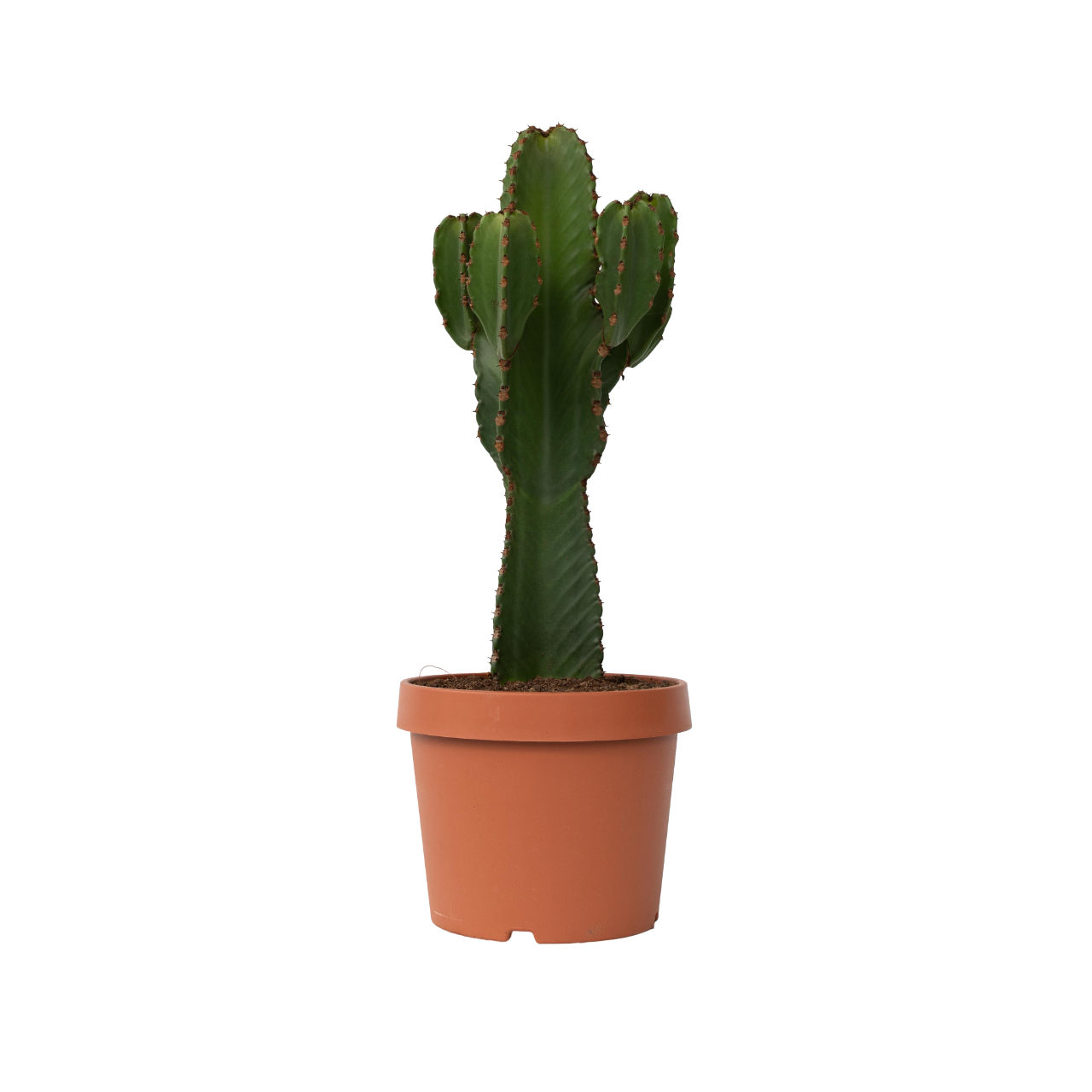 Cowboycactus - Euphorbia ingens - Hoogte 85-95cm -⌀24cm afbeelding
