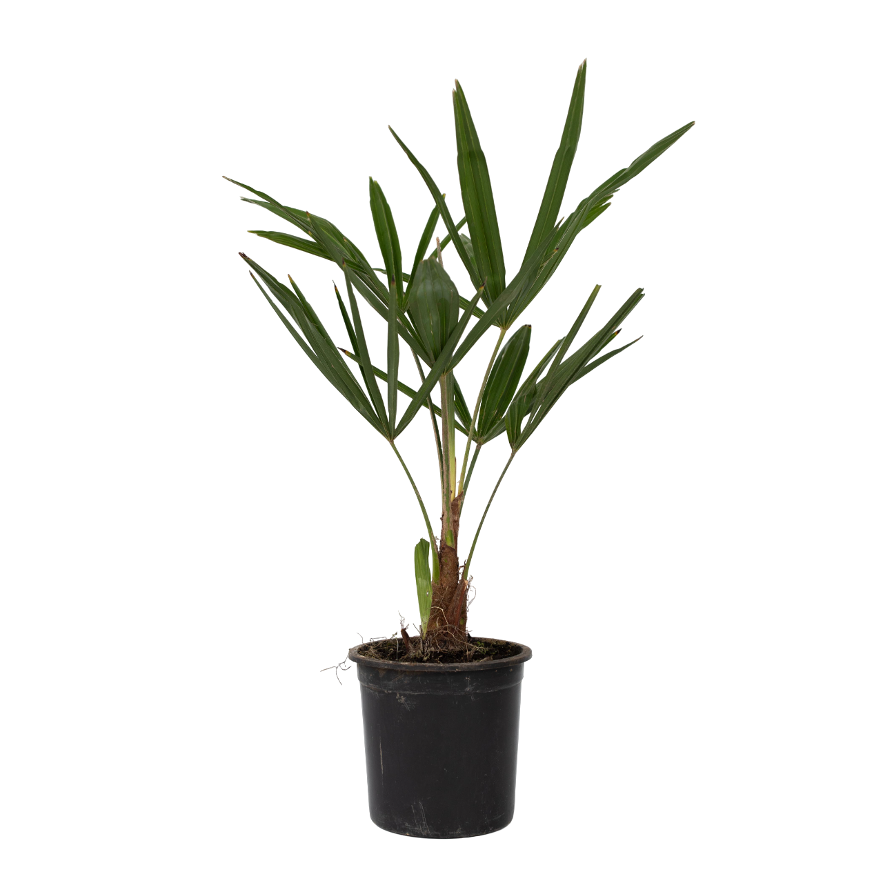 Chinese Waaierpalm - Set van 4 - Trachycarpus Fortunei - Hoogte 35-45cm -⌀15cm afbeelding