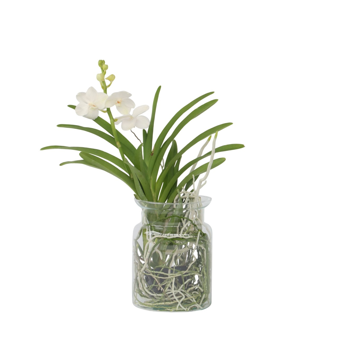 Witte Orchidee met vaas - Vanda'White'- Hoogte 40-50cm -⌀14cm afbeelding