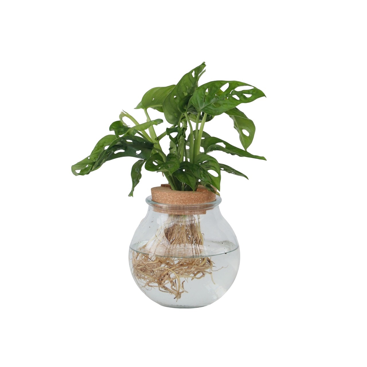 Apenmasker in glas - Monstera adansonii'Monkey Mask'- Hoogte 25-35cm -⌀20cm afbeelding