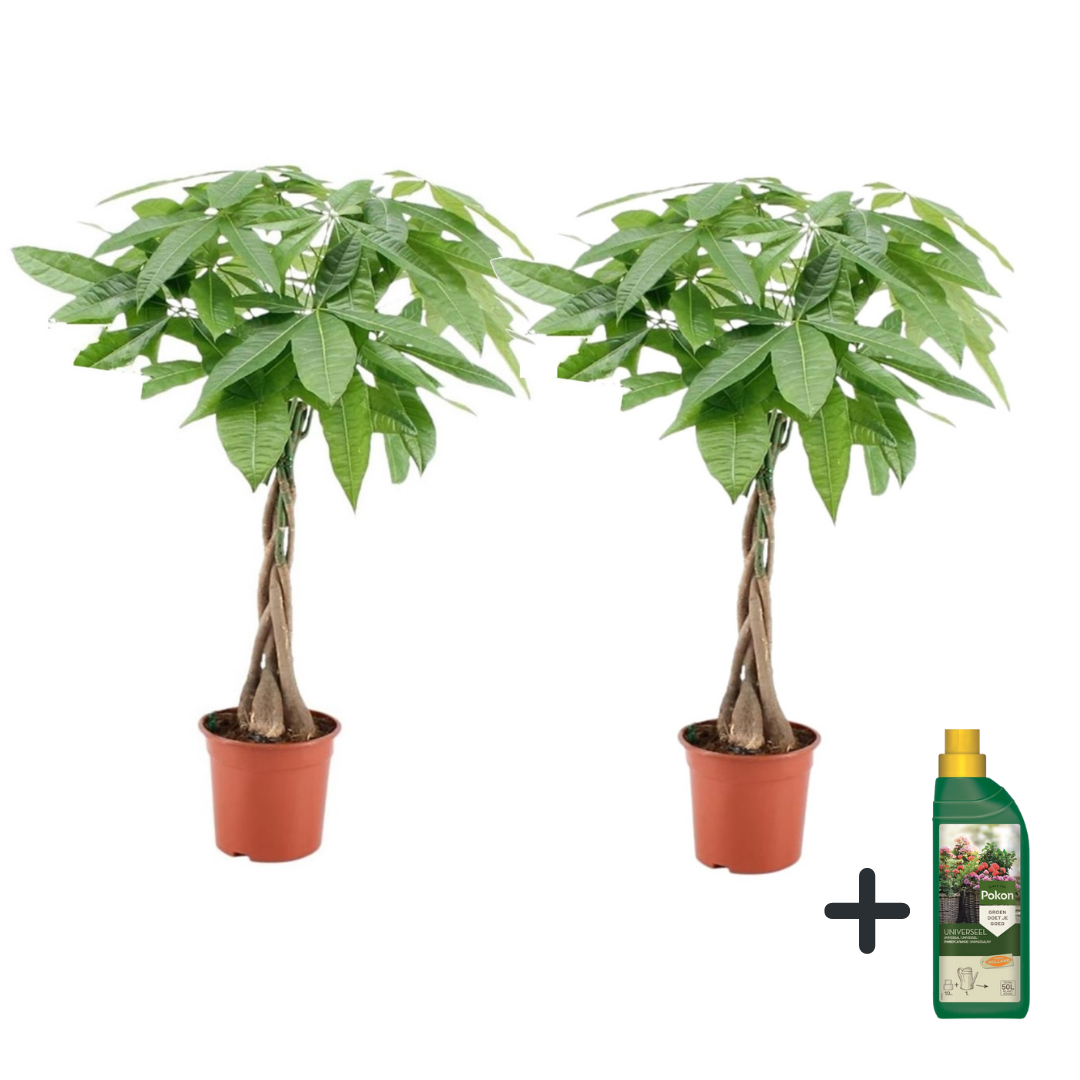 Geldboom met voeding - Set van 2 - Pachira aquatica - Hoogte 60-70cm -⌀17cm afbeelding