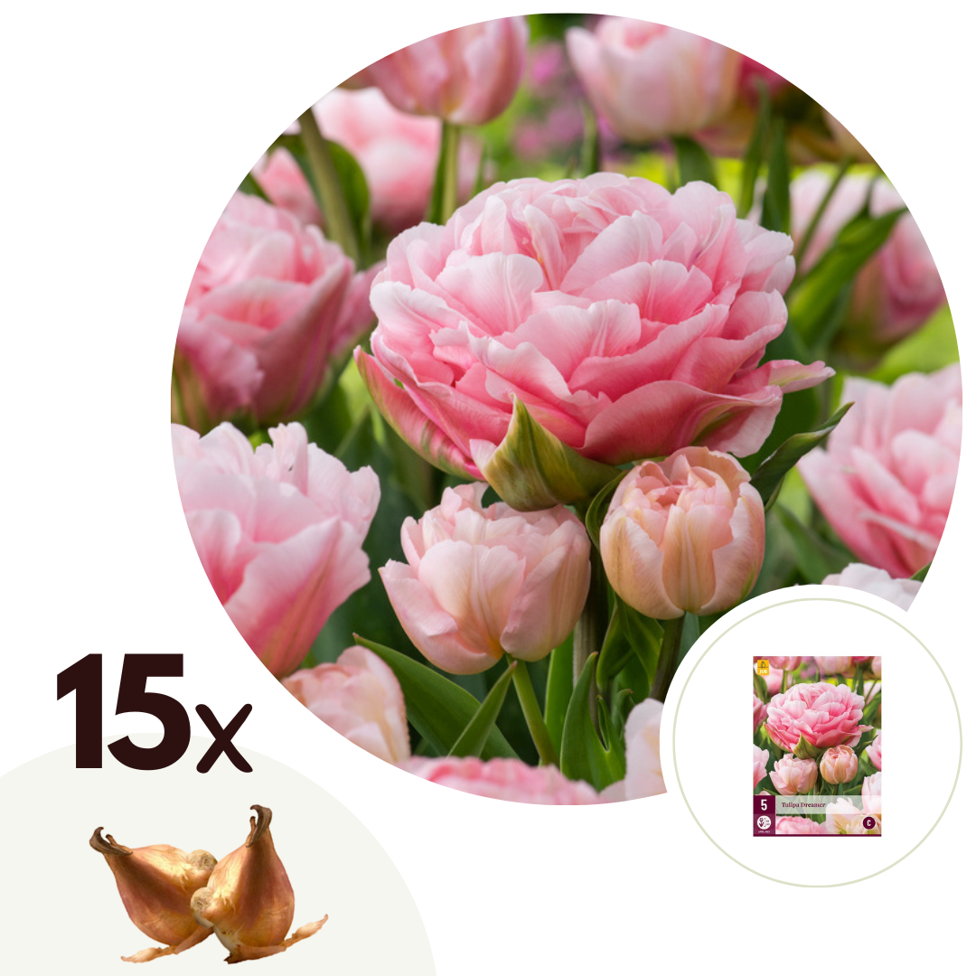 Tulpenbollen - Set van 15 - Tulipa'Dreamer'- Bloembollen - Roze afbeelding
