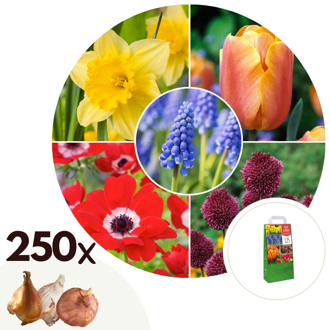 Kleurrijke bloembollen - Set van 250 - Tulipa, Anem. Narcis. Allium, Muscari afbeelding