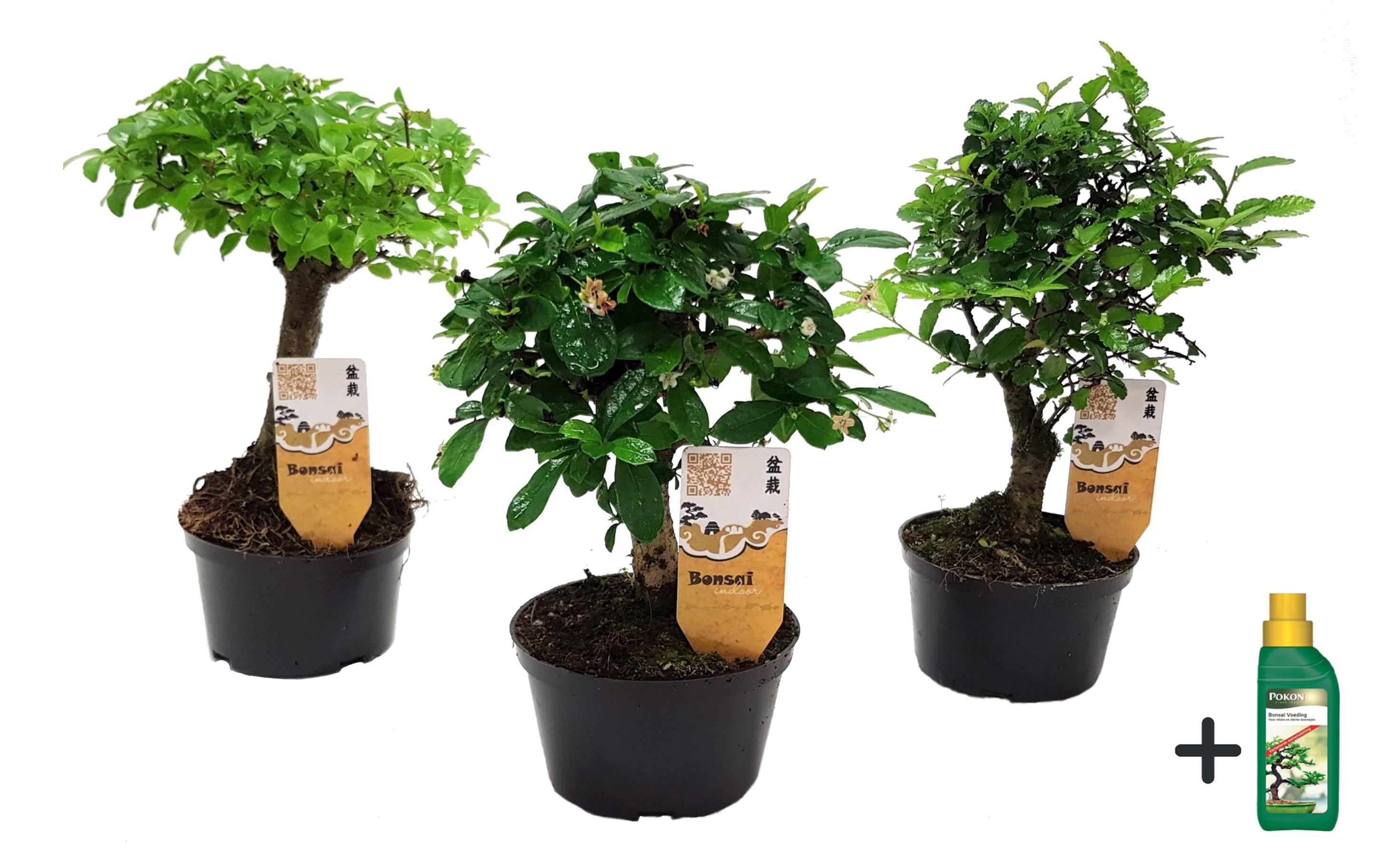 Bonsaimix - Set van 3 - Bonsai - Hoogte 20-30cm -⌀9,5cm afbeelding