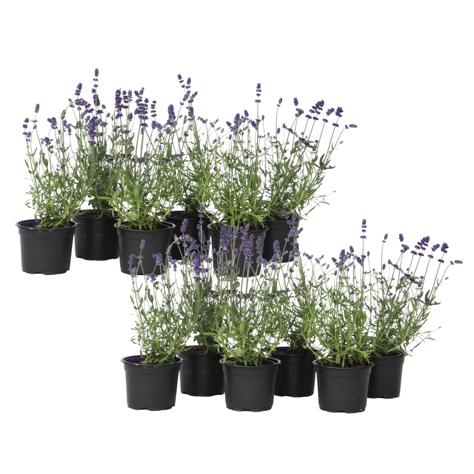 Lavendel - Set van 12 - Lavandula angustifolia - Hoogte 10-15cm -⌀10,5cm afbeelding