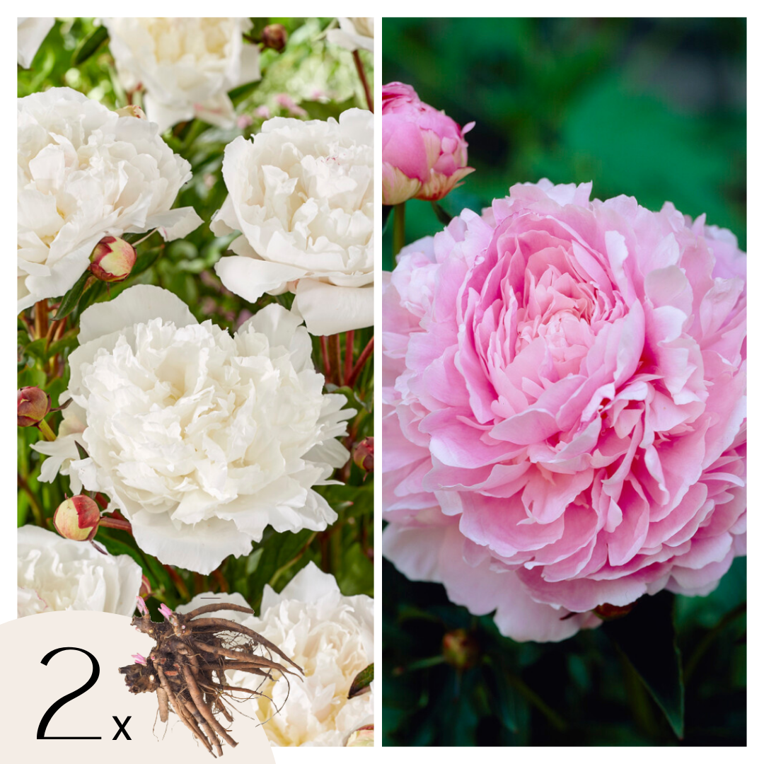 Pioenen - Set van 2 - Paeonia - Wortelstokken - Roze afbeelding