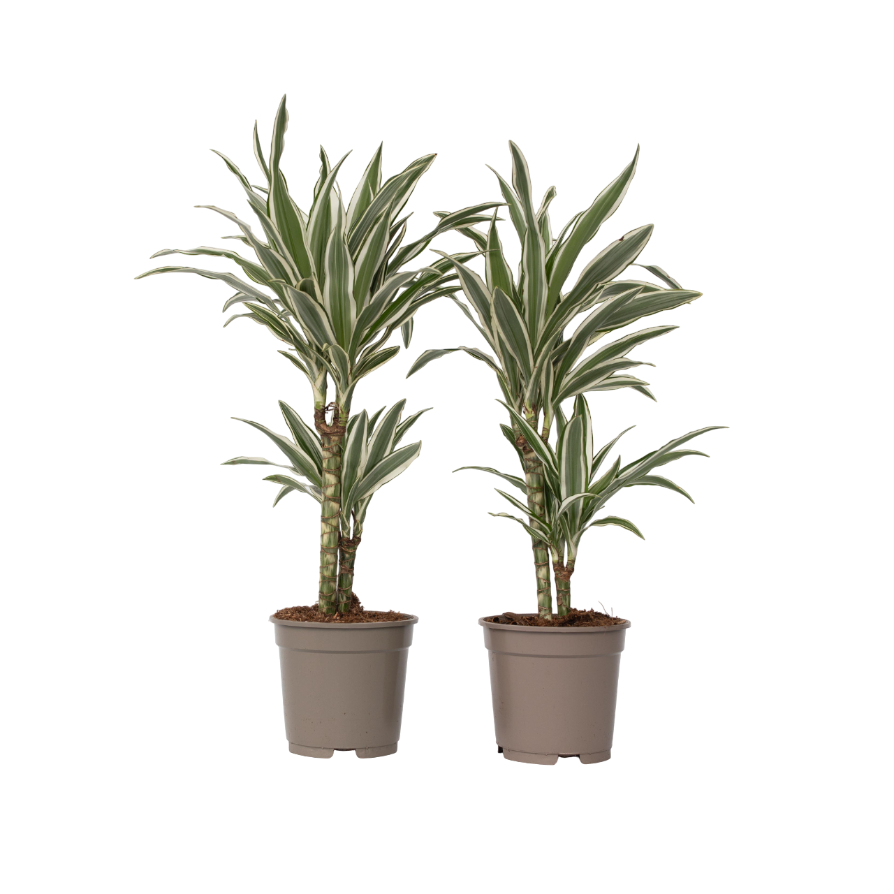 Drakenbloedboom - Set van 2 - Dracaena'White Stripe'- Hoogte 60-70cm -⌀17cm afbeelding