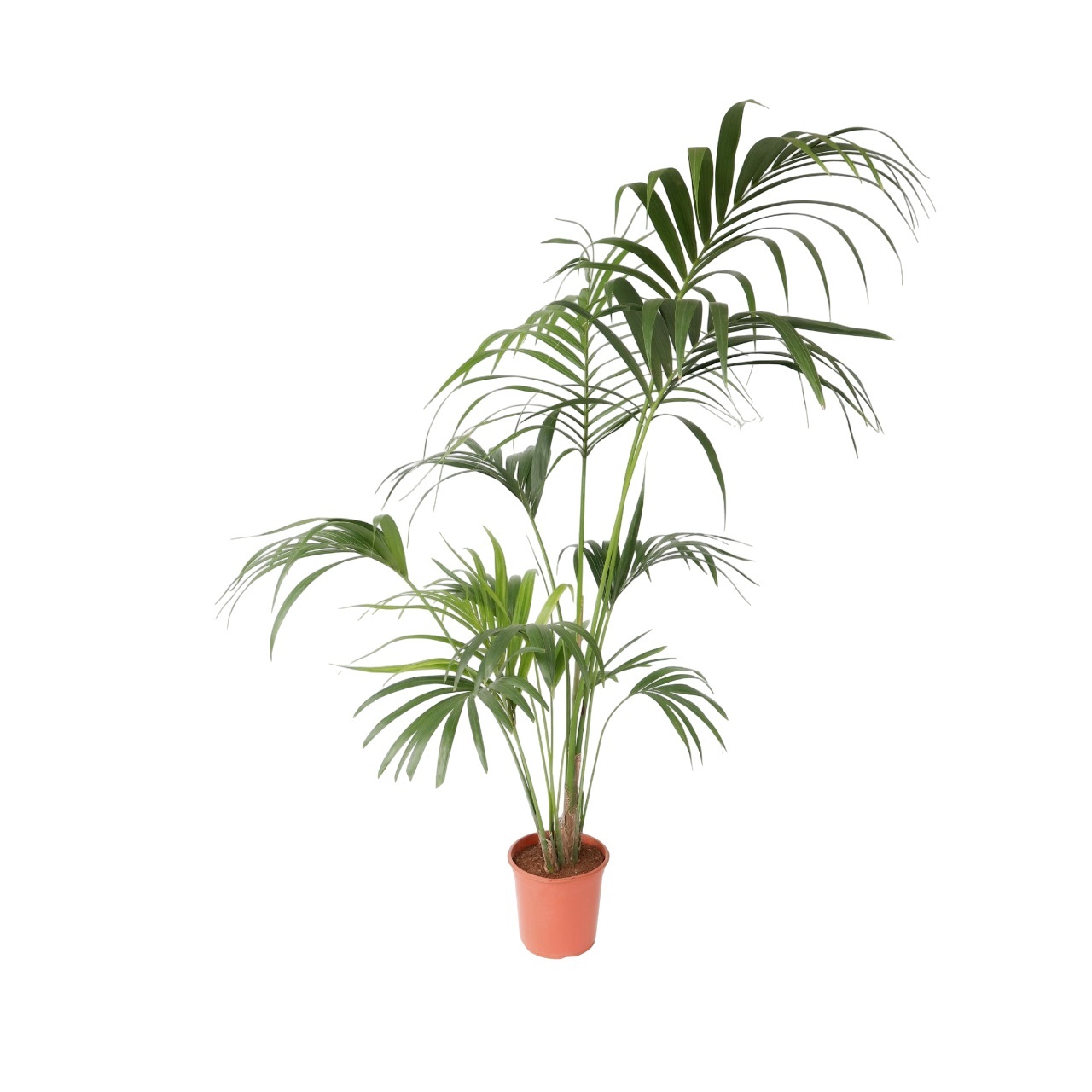 Kentiapalm - Howea forsteriana - Hoogte 150-170cm -⌀24cm afbeelding