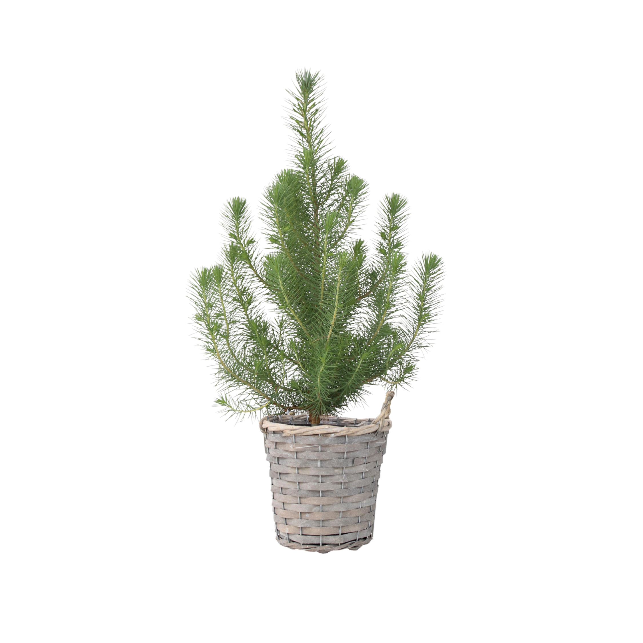 Zilveren Parasolden - Pinus Pinea'Silver Crest'- Hoogte 40-50cm -⌀15cm afbeelding