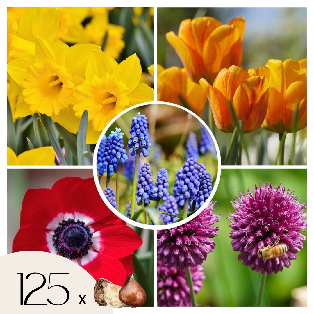 Kleurrijke bloembollen - Set van 125 - Tulipa, Anem. Narcis. Allium, Muscari afbeelding
