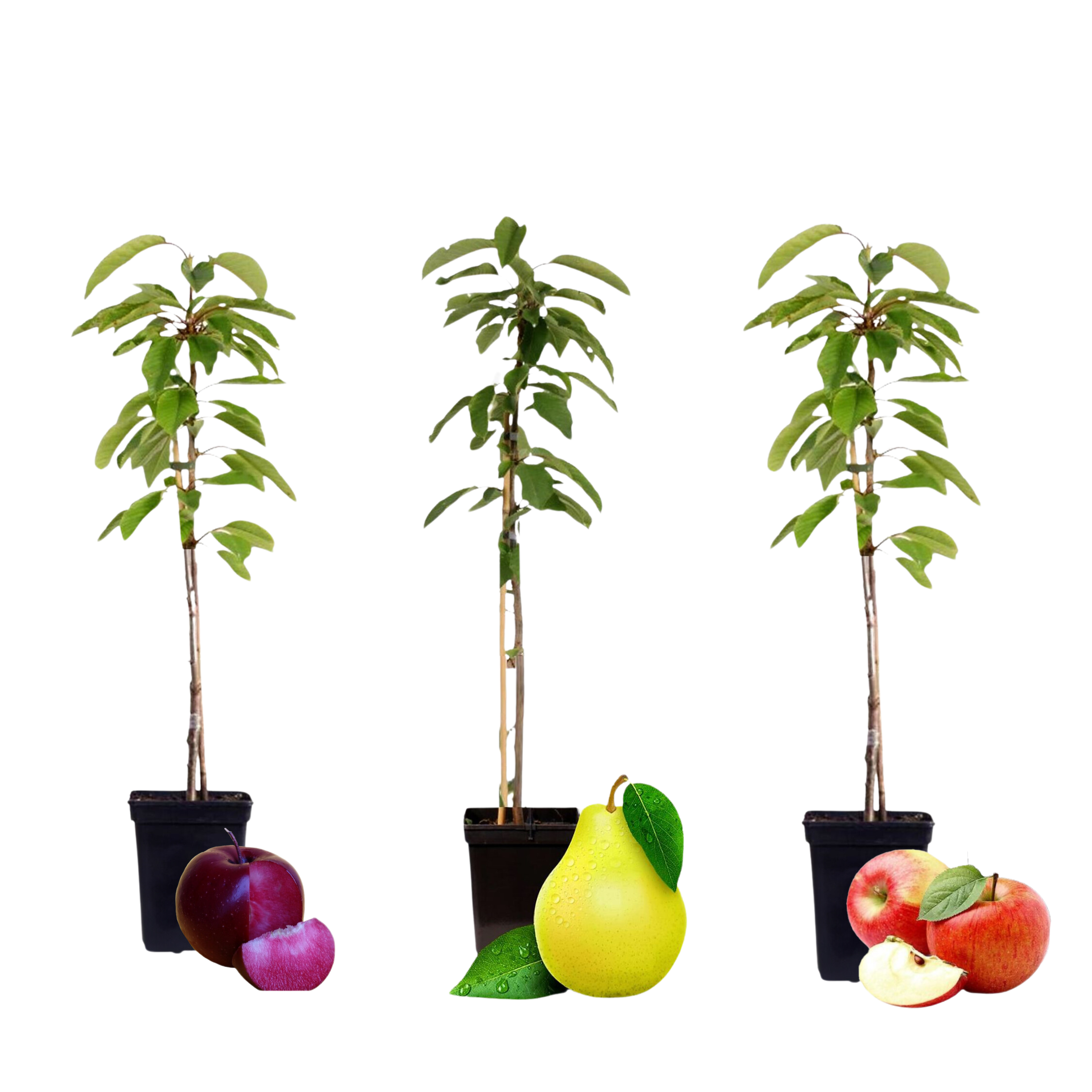 Fruitzuilen - Set van 3 - Apple, pear - Hoogte 60-70cm -⌀9cm afbeelding