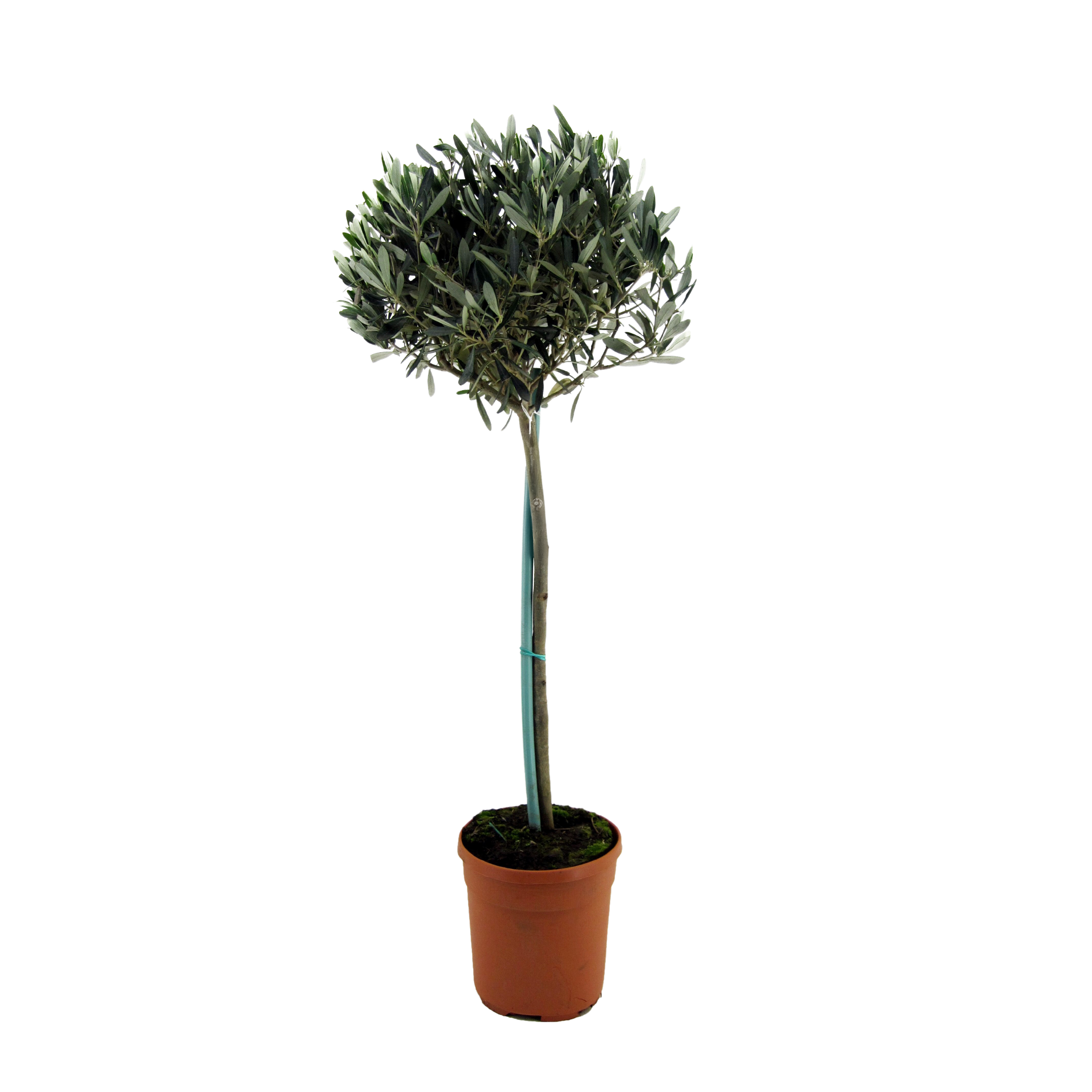Olijfboom - Olea europaea - Hoogte 155-170cm -⌀19cm afbeelding