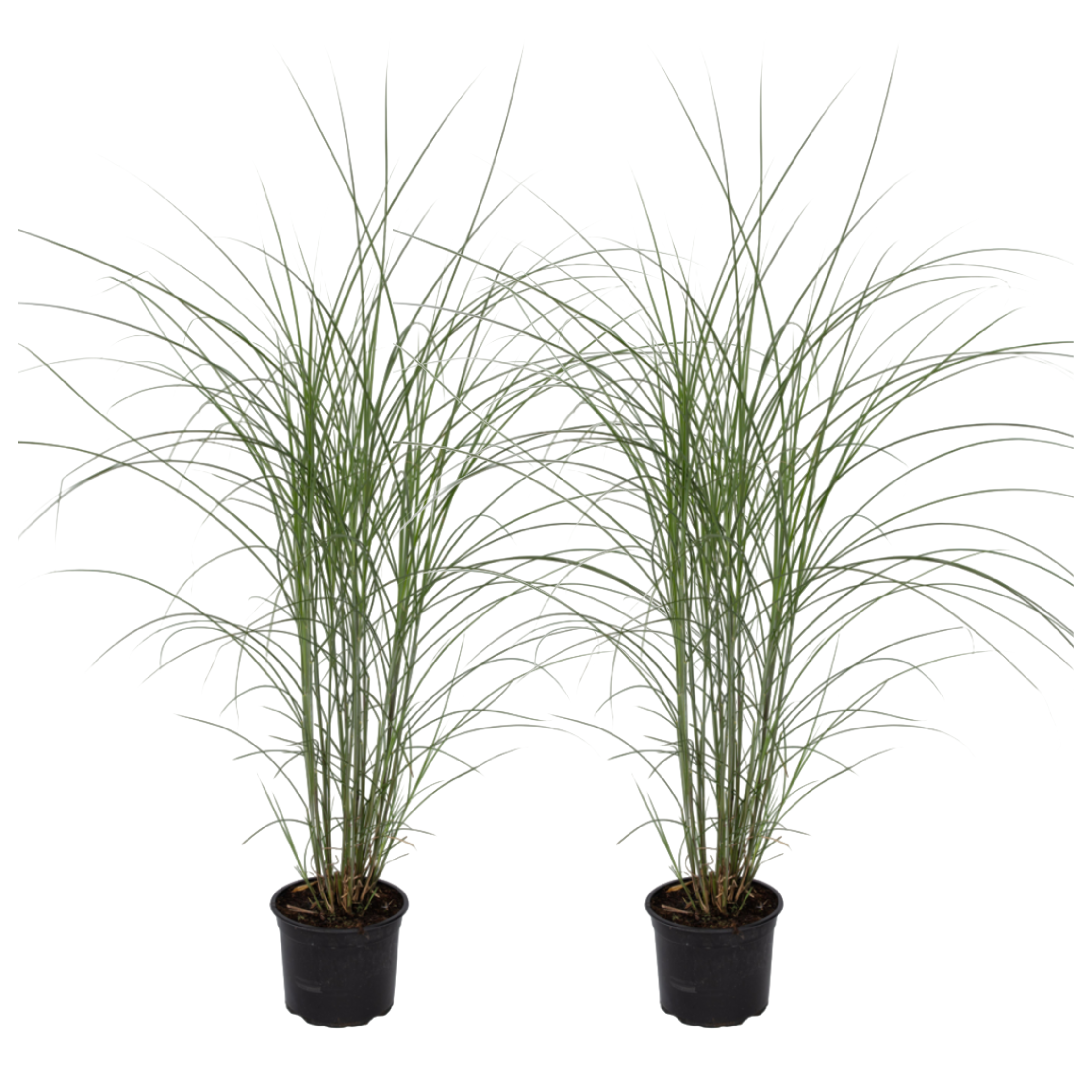 Prachtriet - Set van 2 - Miscanthus Kleine Silberspinne - Hoogte 20-30cm -⌀23cm afbeelding