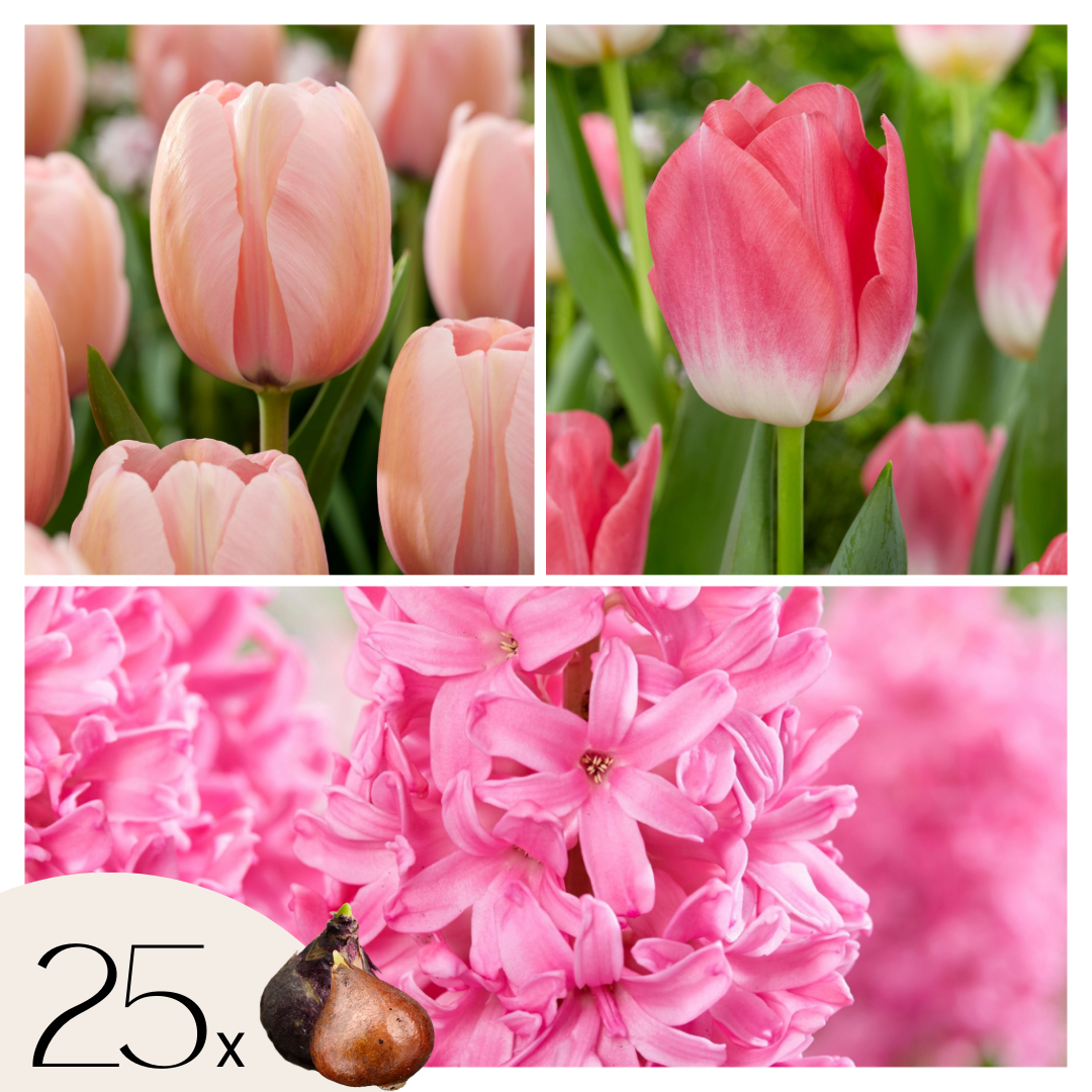 Bloembollenset - Set van 25 - Tulipa, Hyacinthus - Bloembollen - Roze afbeelding