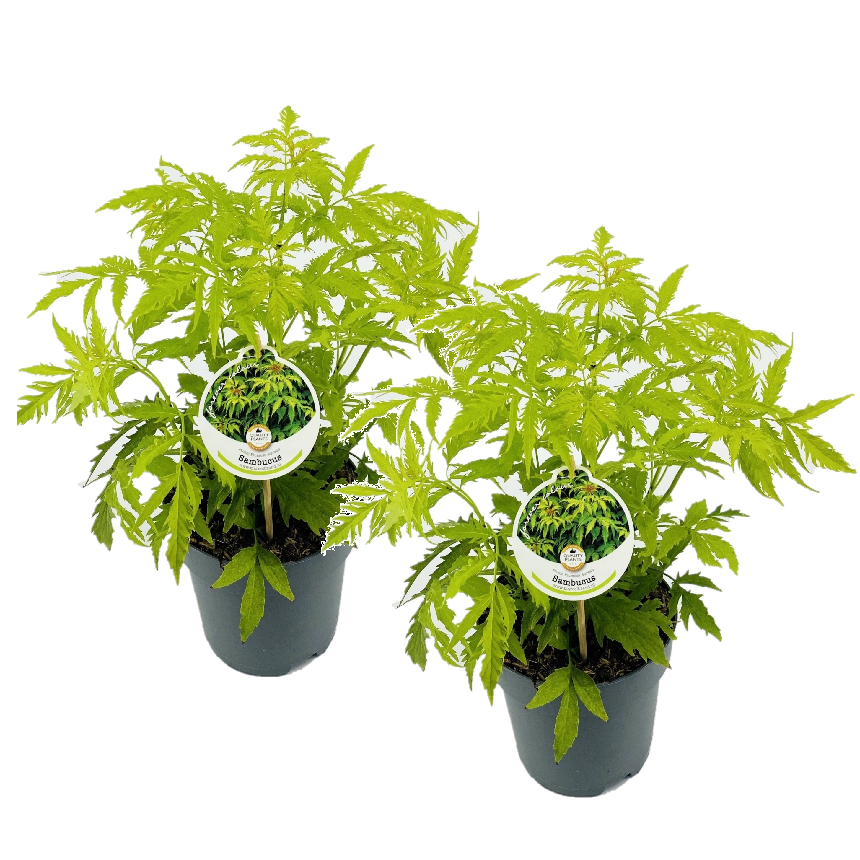 Geelbladige vlier - Set van 2 - Sambucus nigra'Aurea'- Hoogte 25-40cm -⌀17cm afbeelding