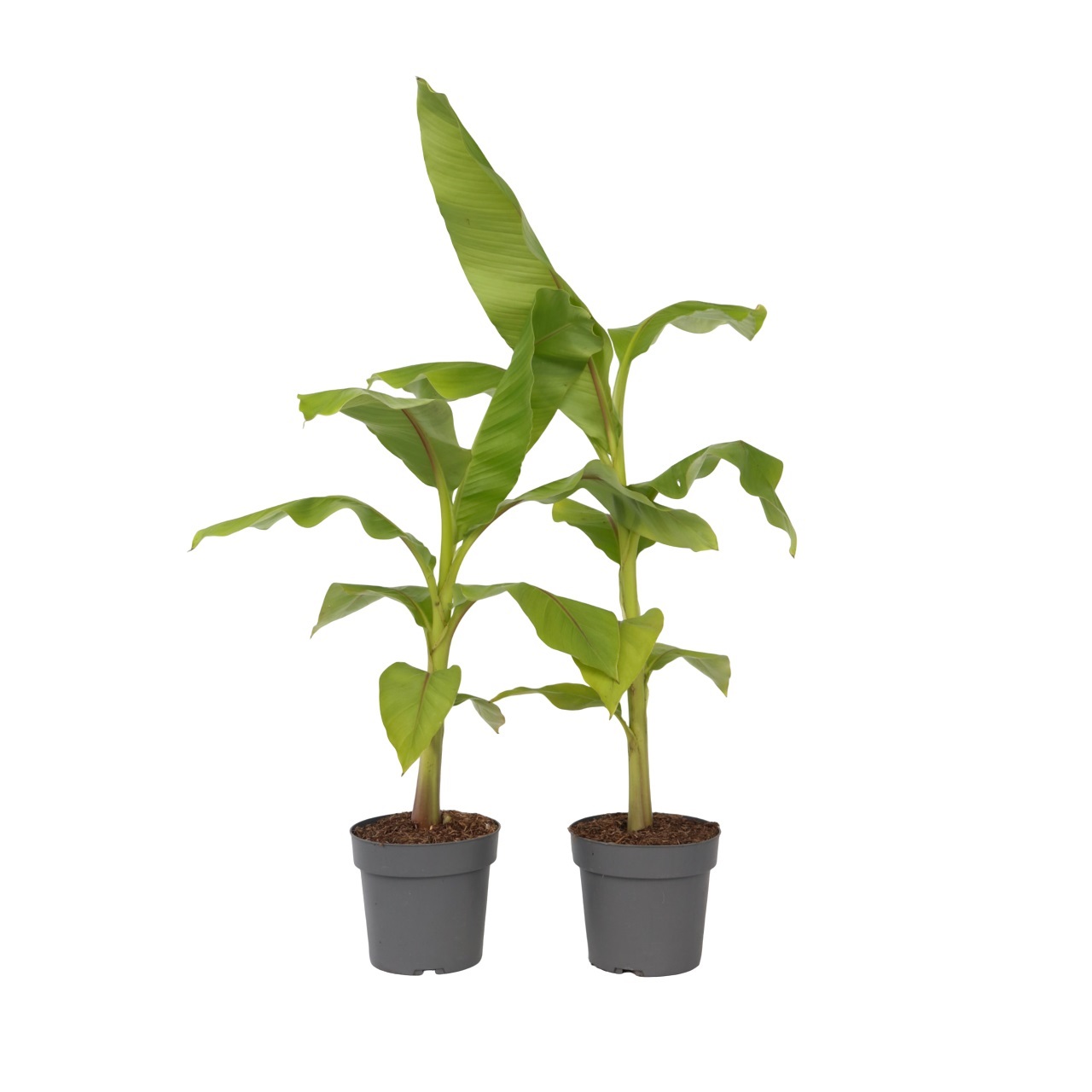 Bananenplant - Set van 2 - Musa basjoo - Hoogte 55-70cm -⌀21cm afbeelding