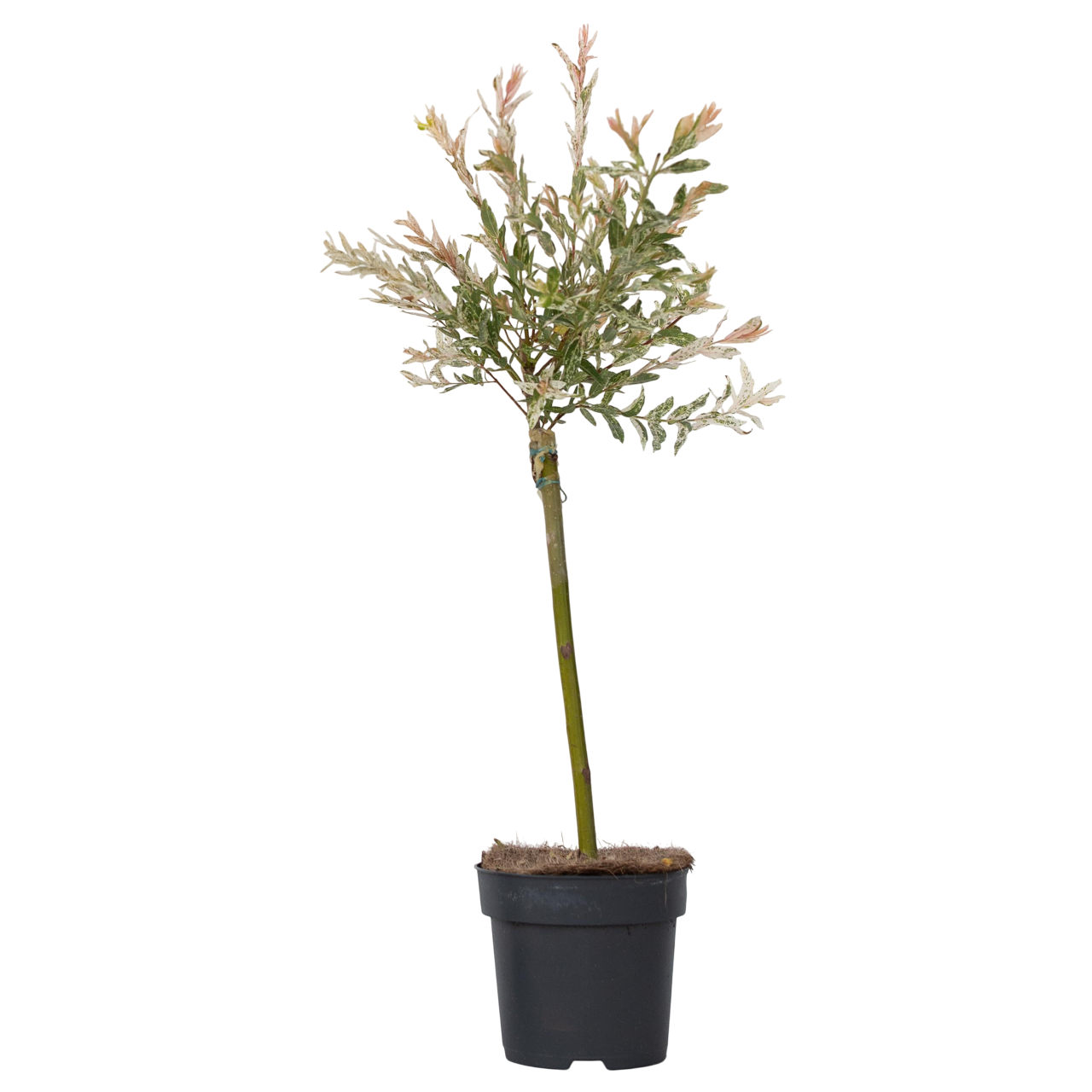 Bonte Wilg - Salix integra´Flamingo'- Hoogte 60-80cm - Pot 17cm afbeelding